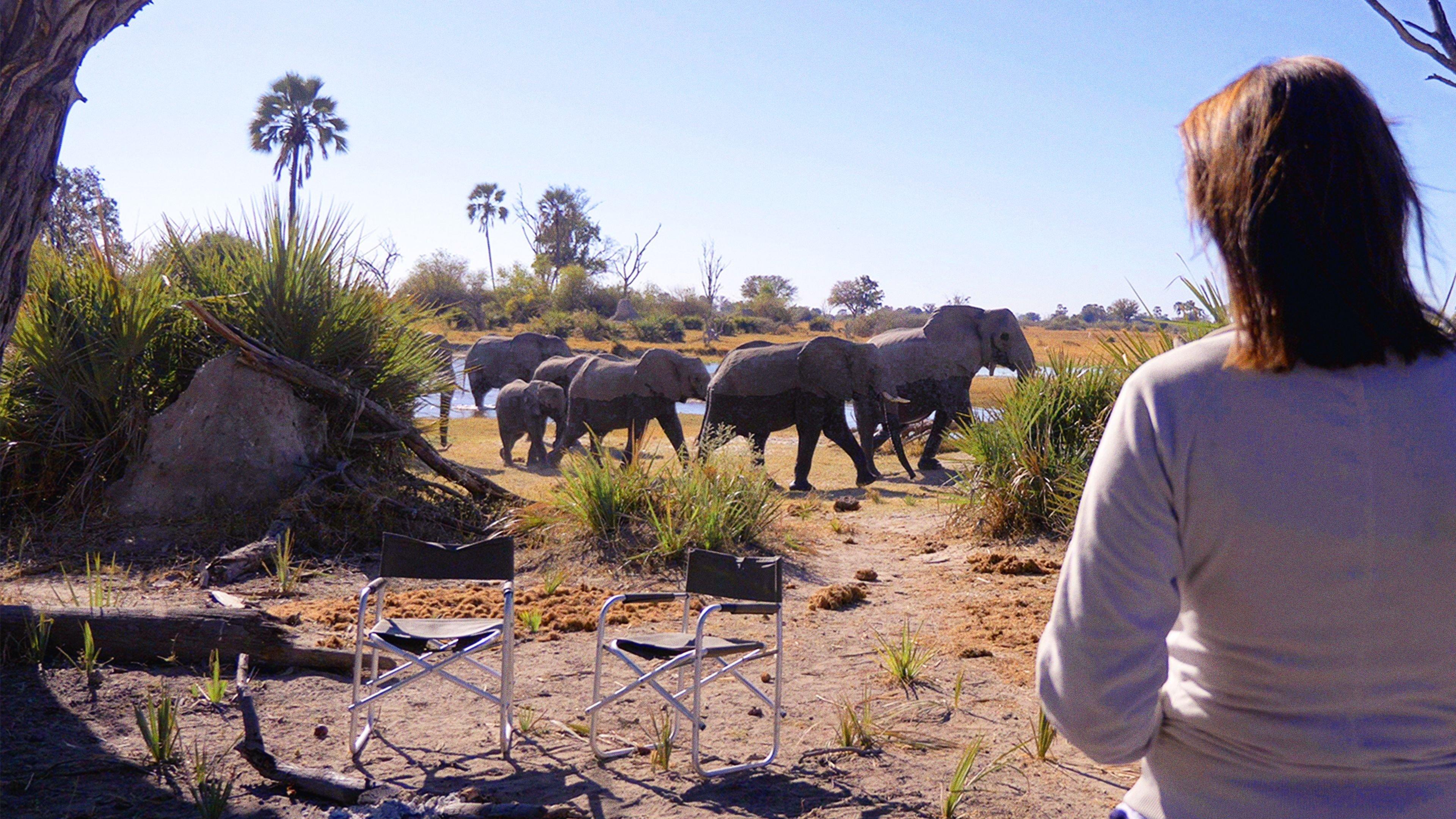 In the Footsteps of Elephant 2020 movie scene
