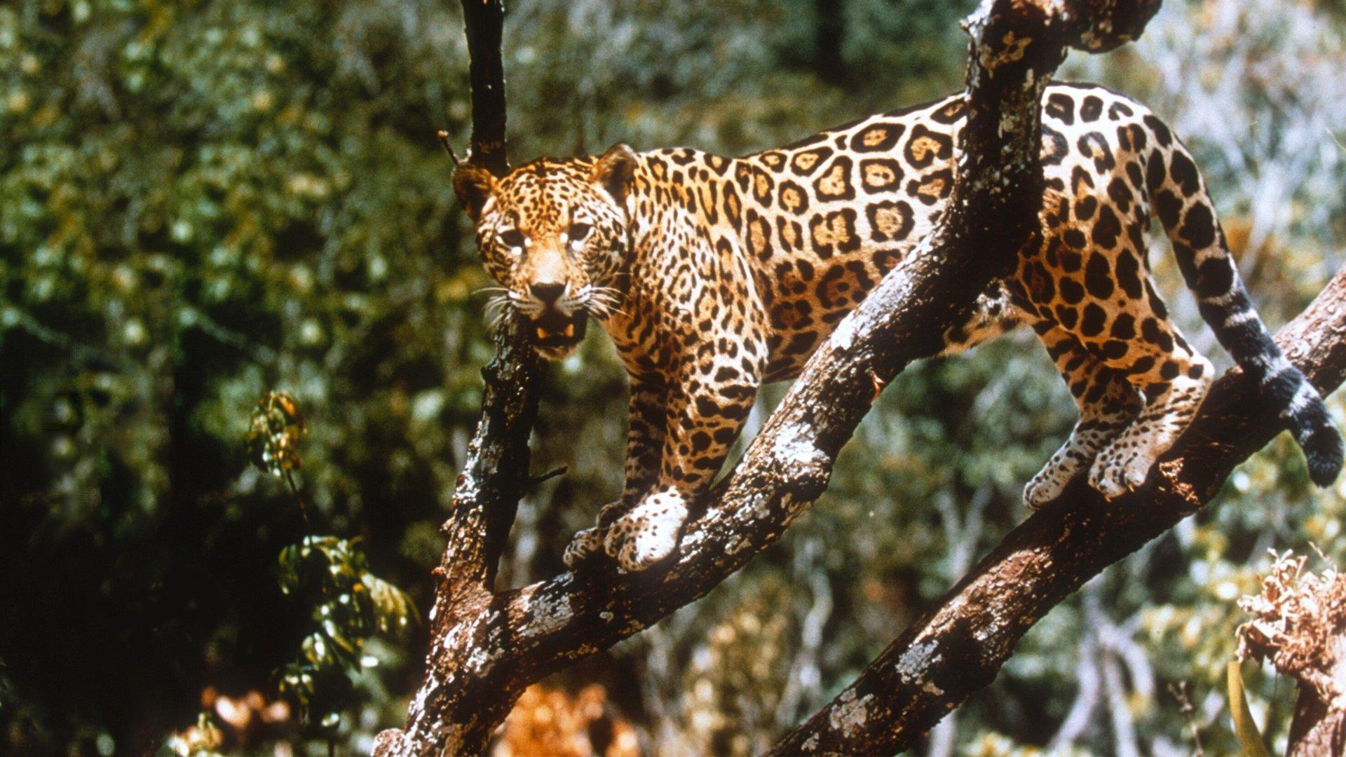 Jungle Cat 1960 movie scene