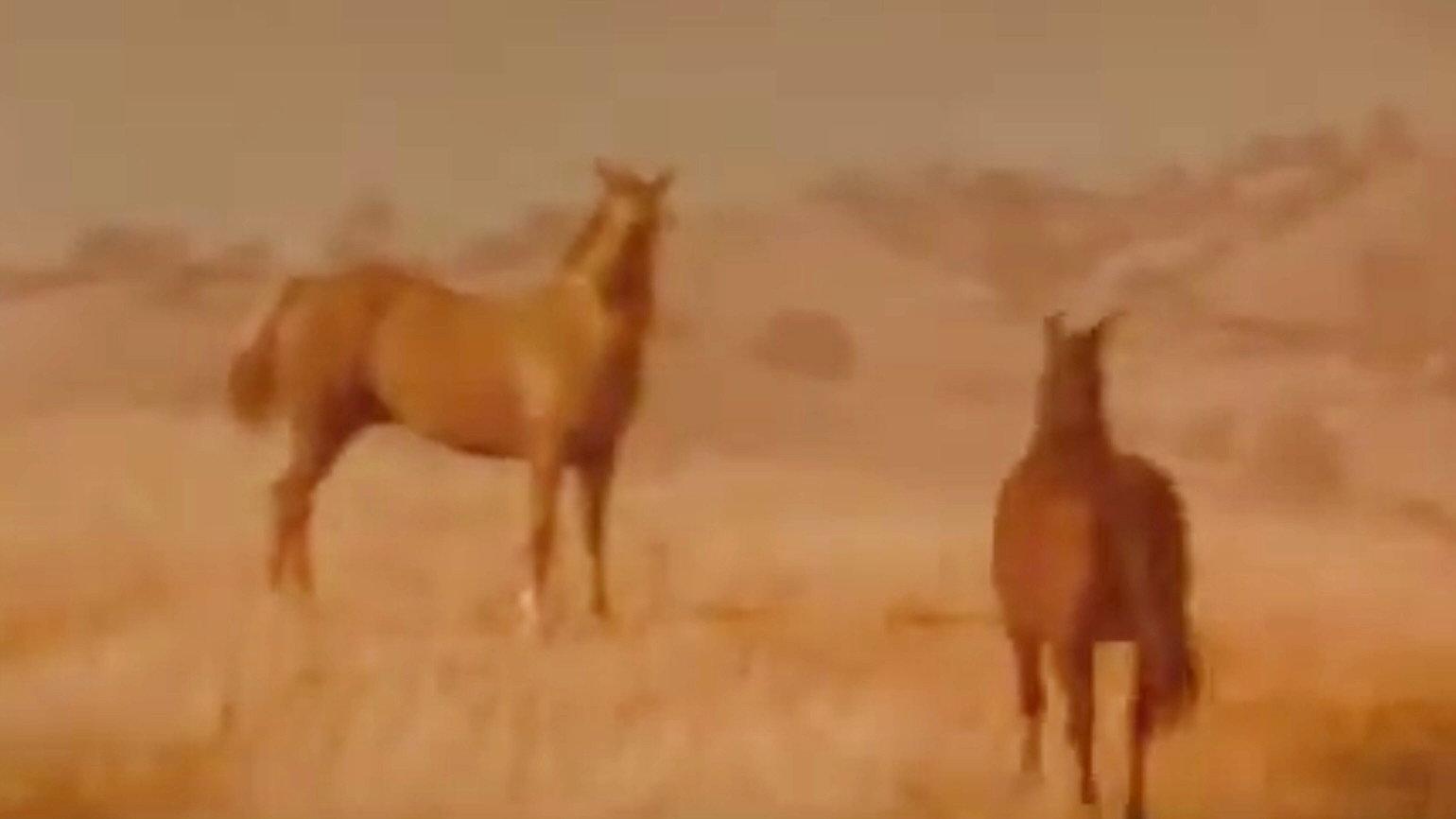 Iron and Horse 1975 movie scene