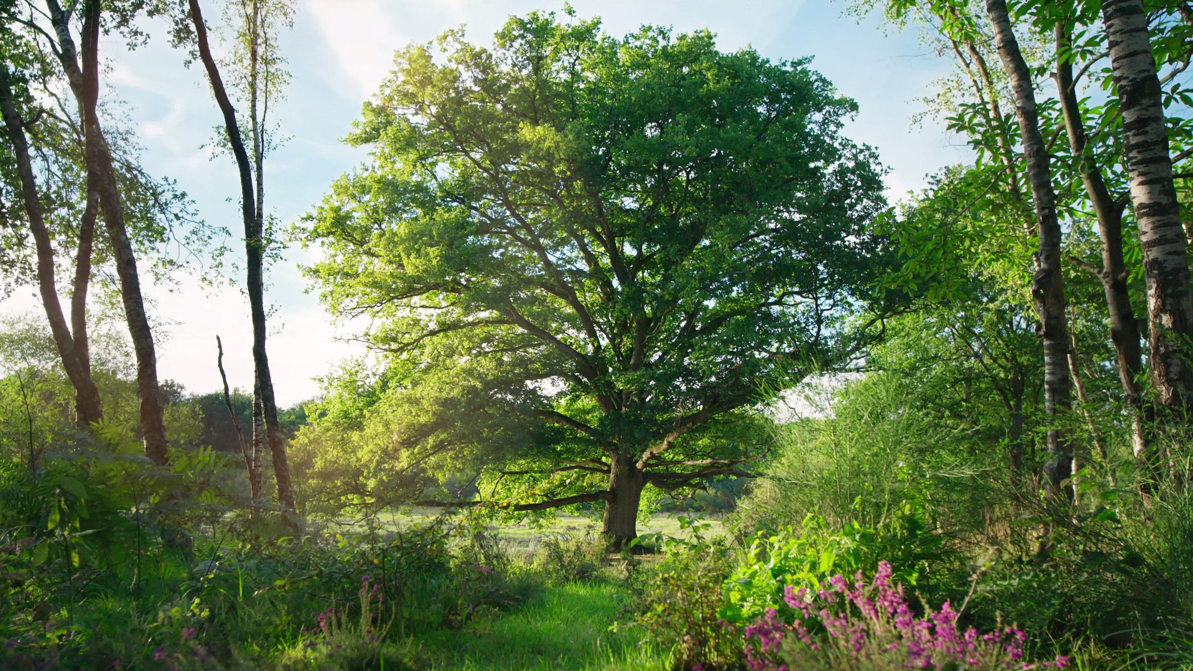 Heart of an Oak 2022 movie scene