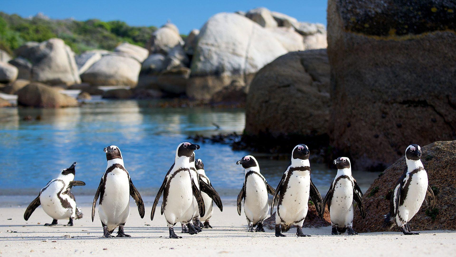 Penguins: Meet the Family 2020 movie scene