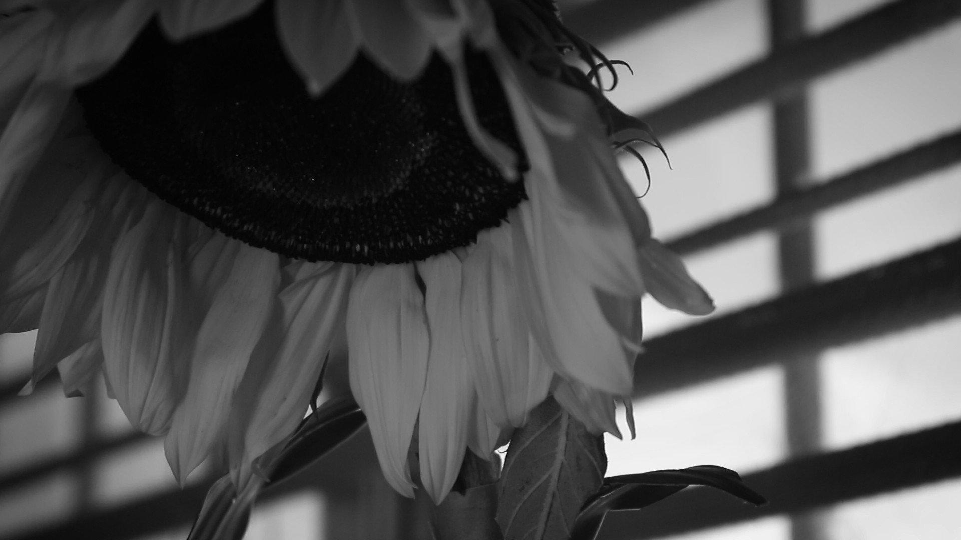 How to Water a Sunflower 2019 movie scene