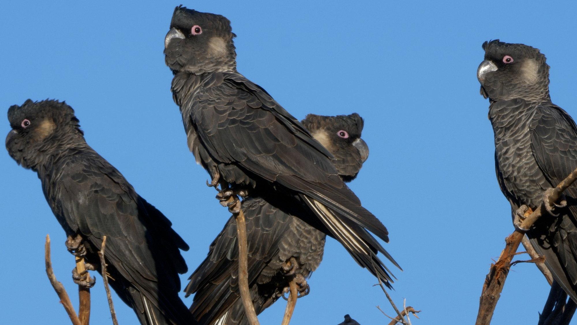 Black Cockatoo Crisis 2022 movie scene