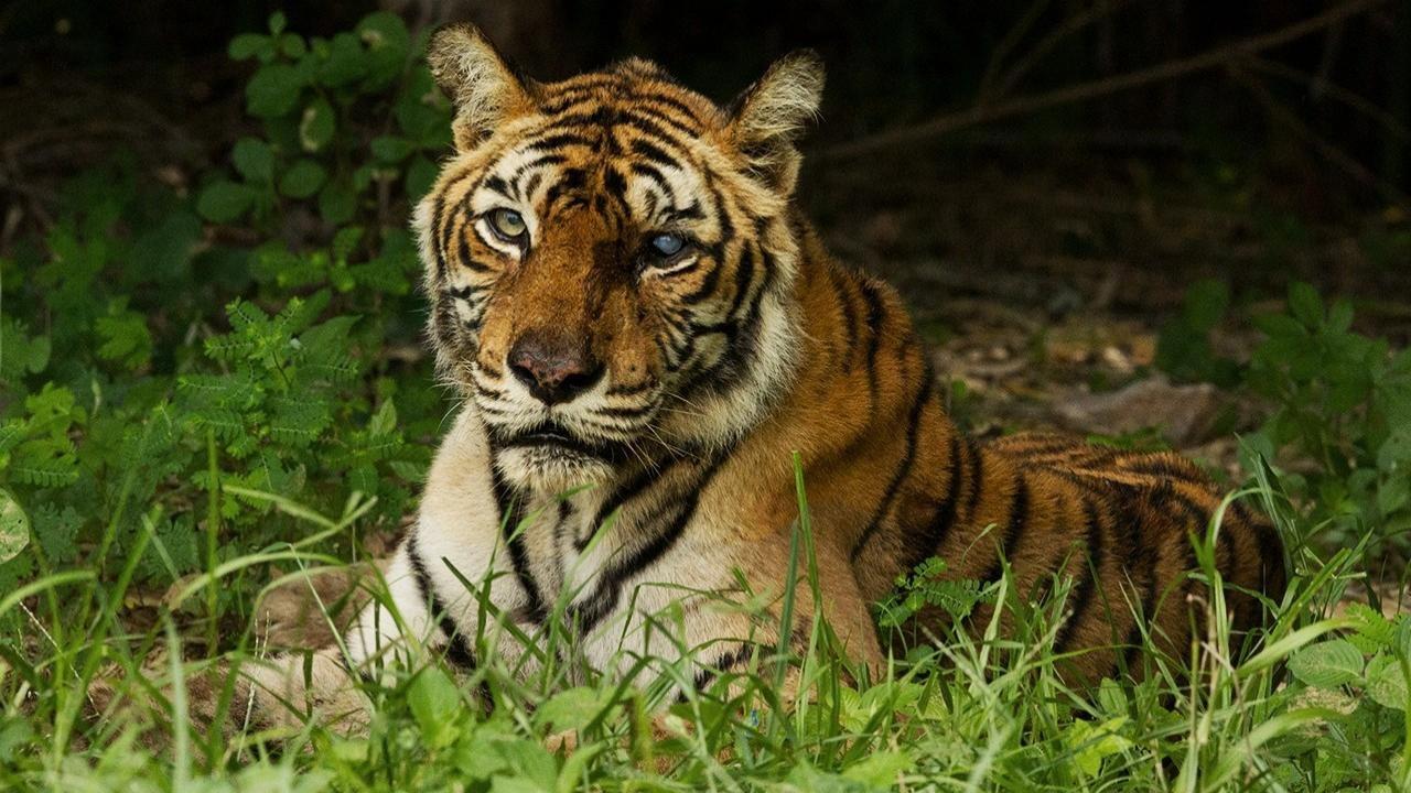 The World's Most Famous Tiger 2017 movie scene
