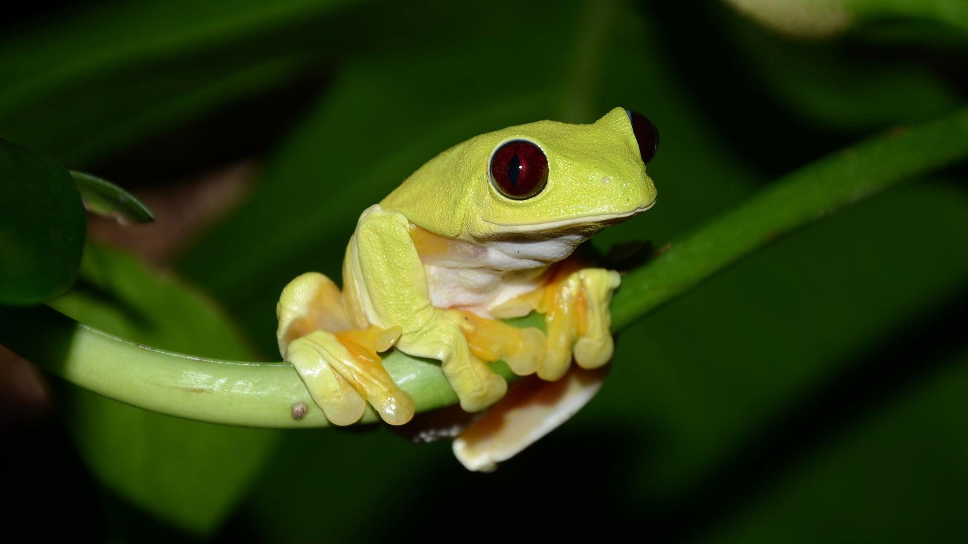 Fabulous Frogs 2014 movie scene