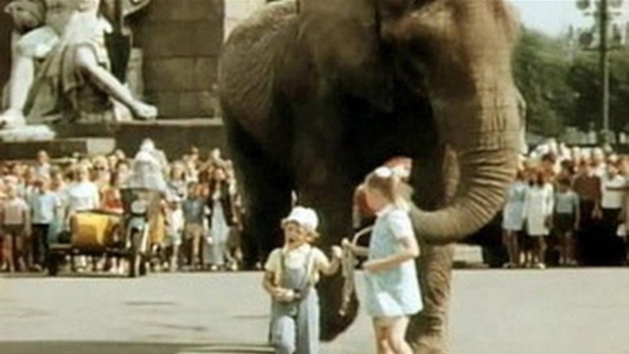 Boba and the Elephant 1972 movie scene