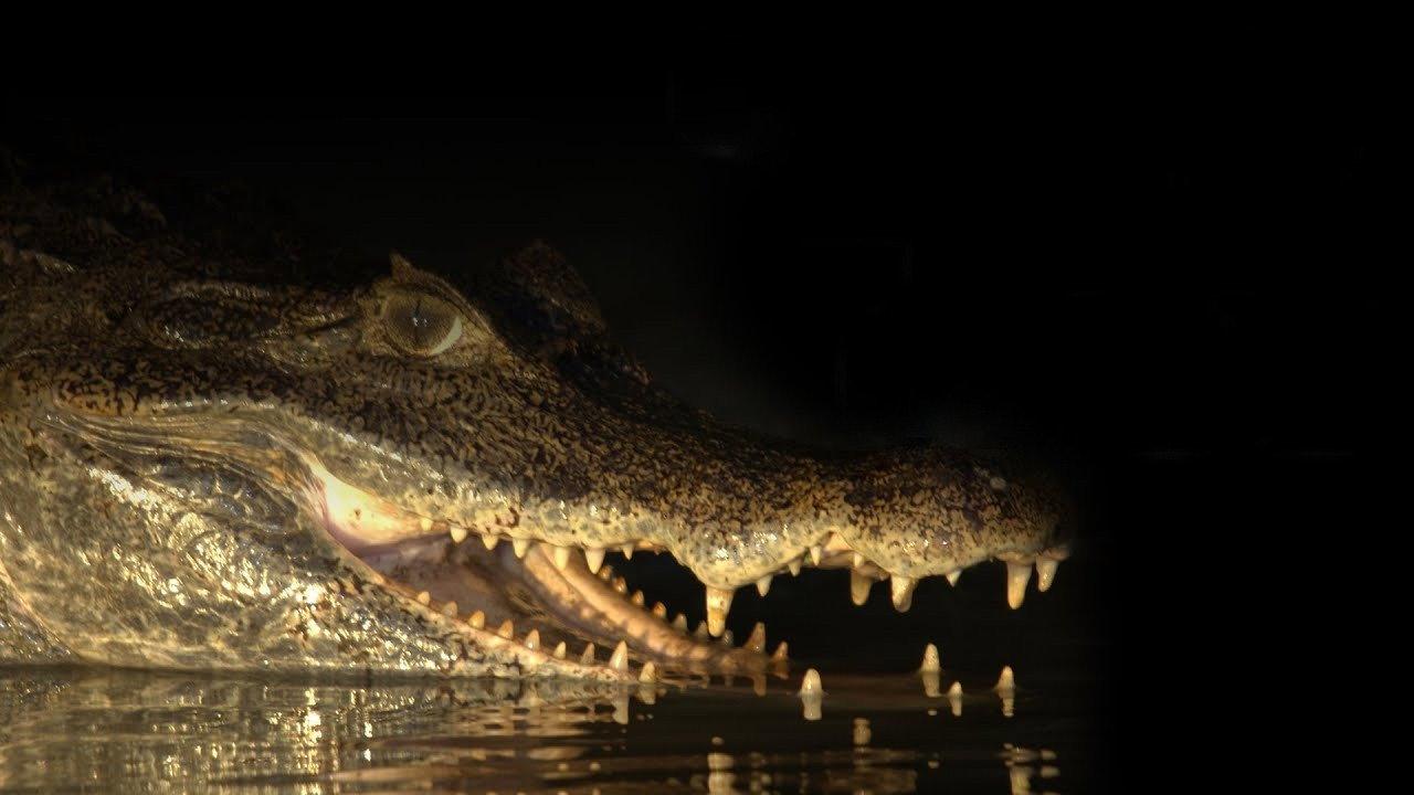Capturing the Killer Croc 2004 movie scene