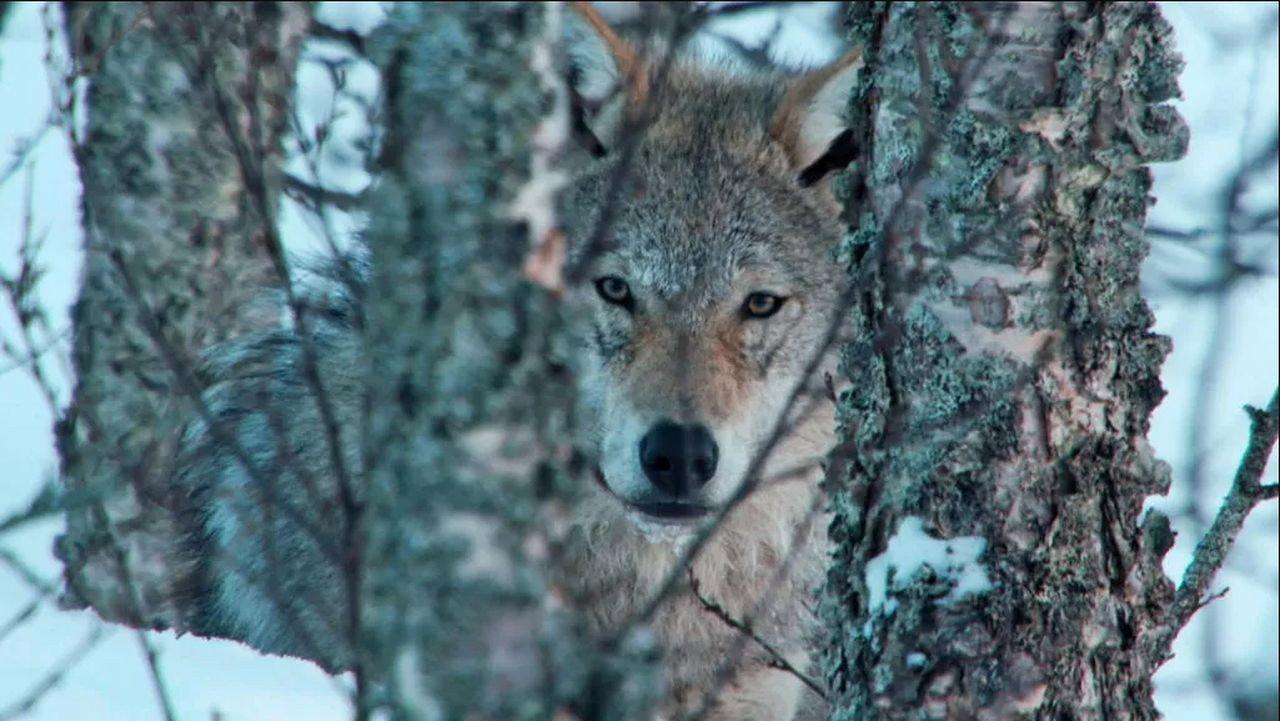 Europe's Last Wilderness 2017 movie scene