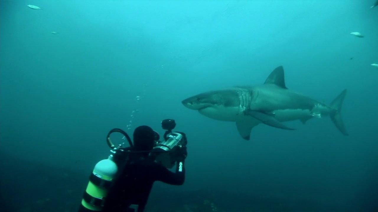 Great White Shark: A Living Legend 2009 movie scene