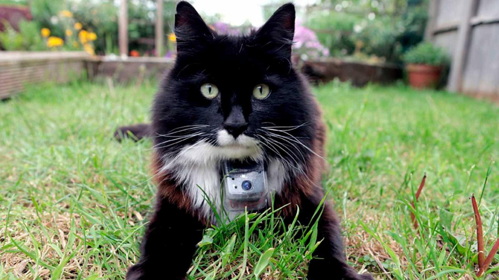 The Secret Life of Cats 2014 movie scene