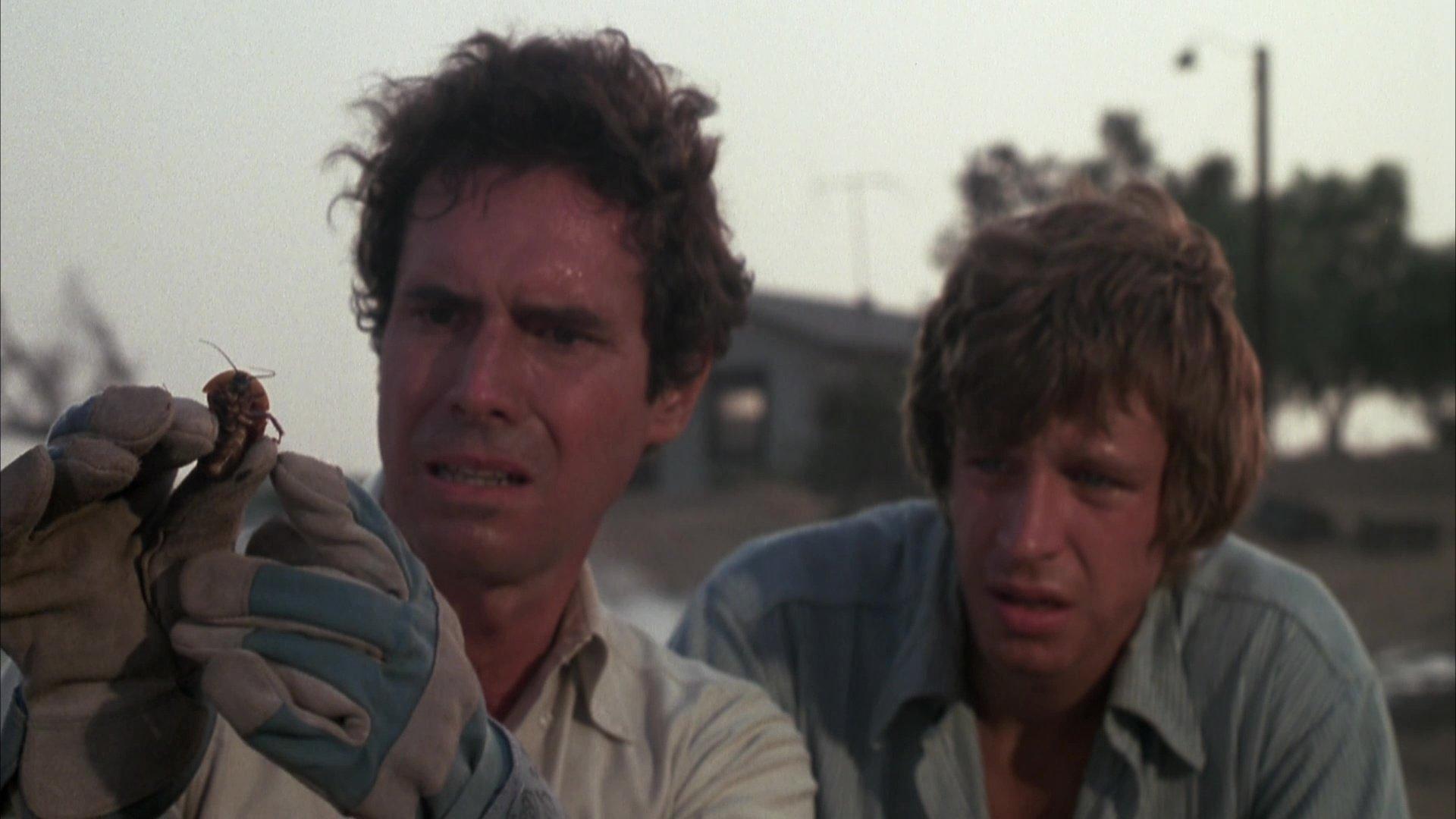 Bug 1975 movie scene
