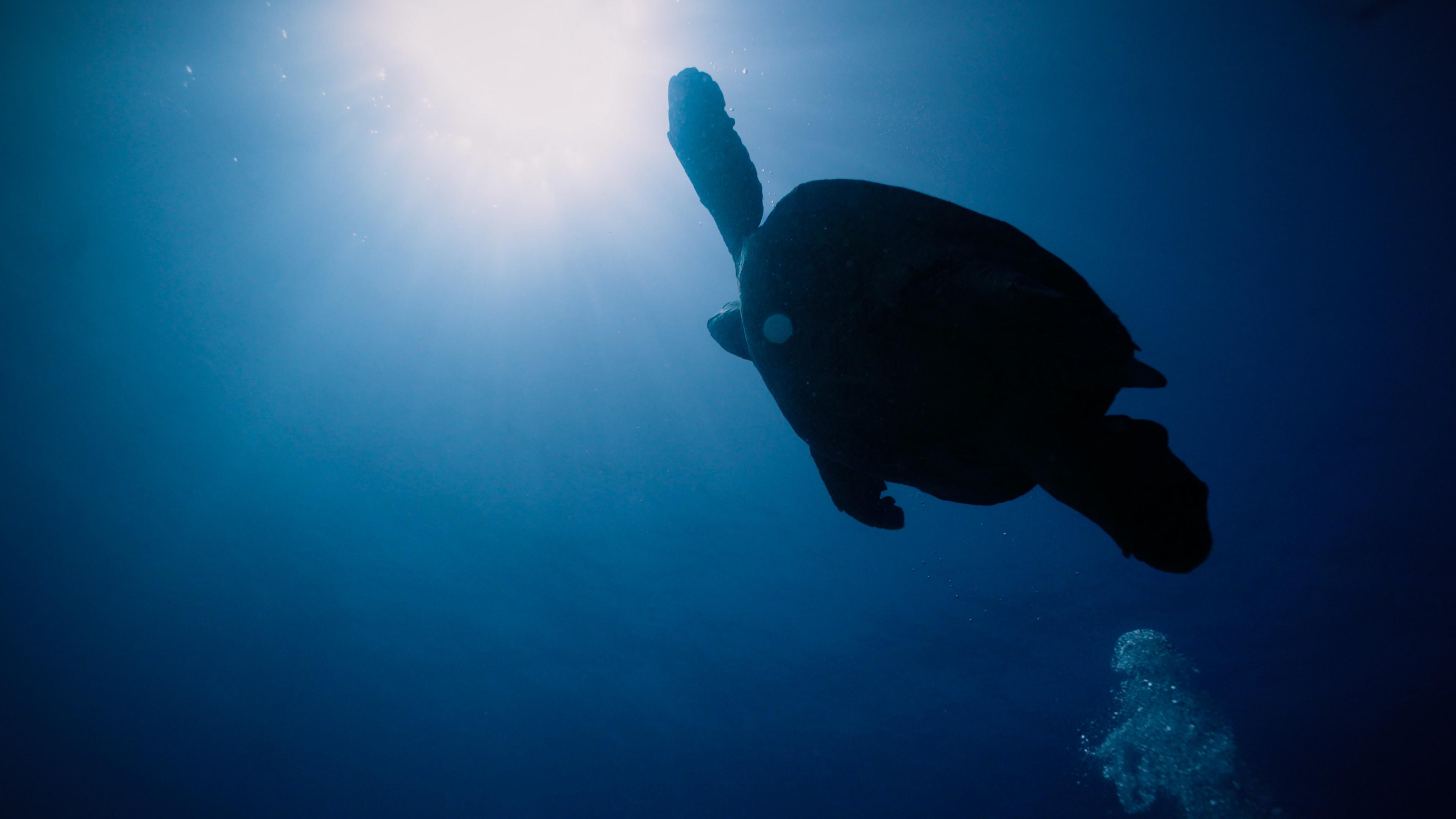 Return: Saving Turtles 2026 movie scene