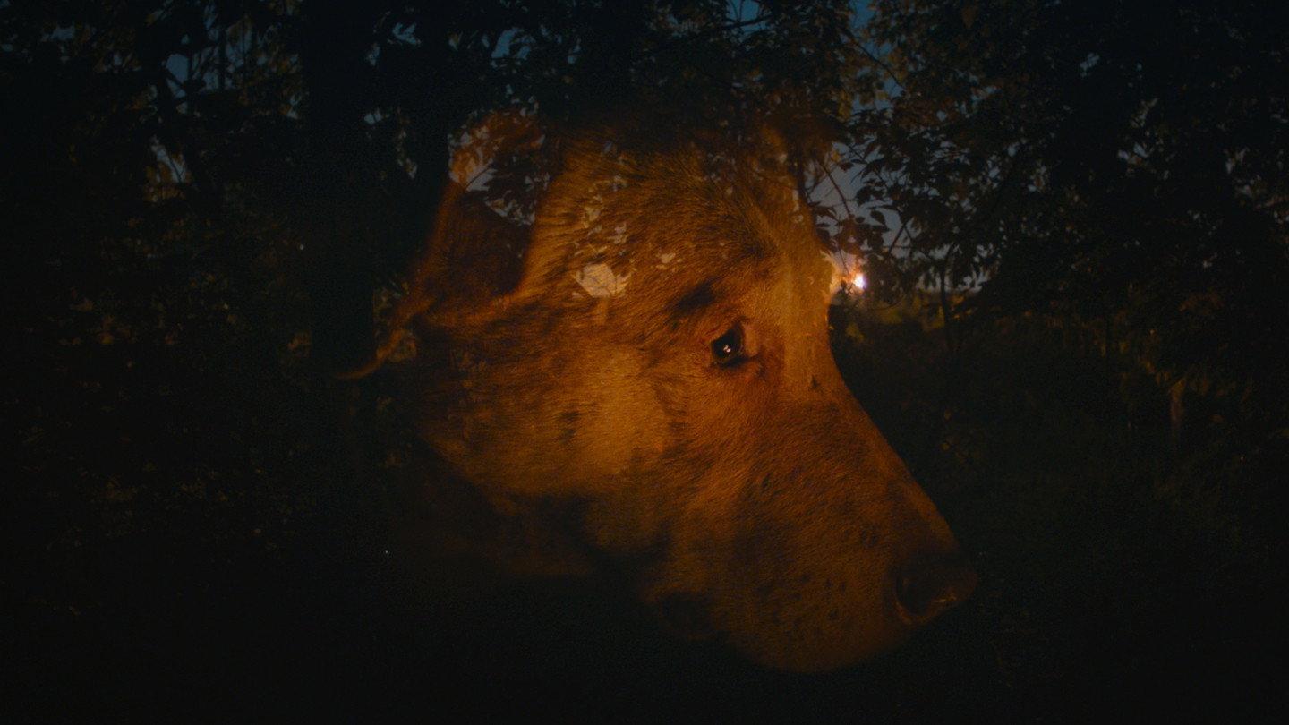 Dreaming Dogs 2024 movie scene
