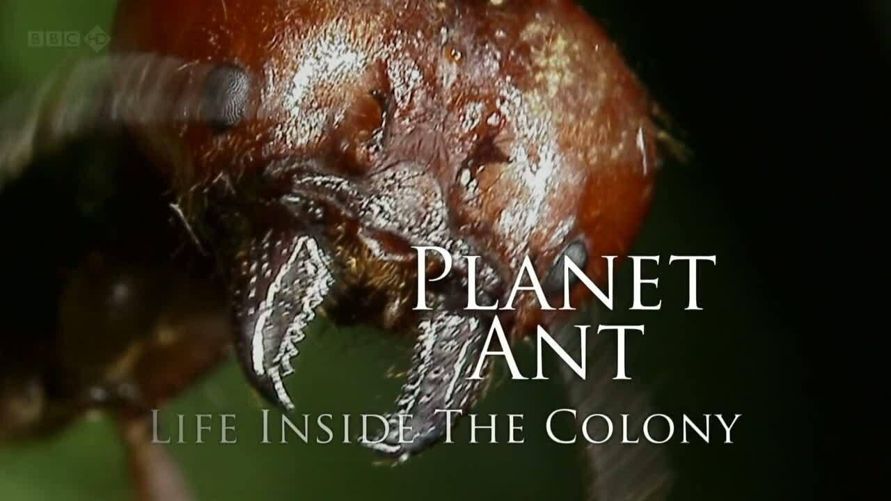 Planet Ant: Life Inside The Colony 2013 movie scene