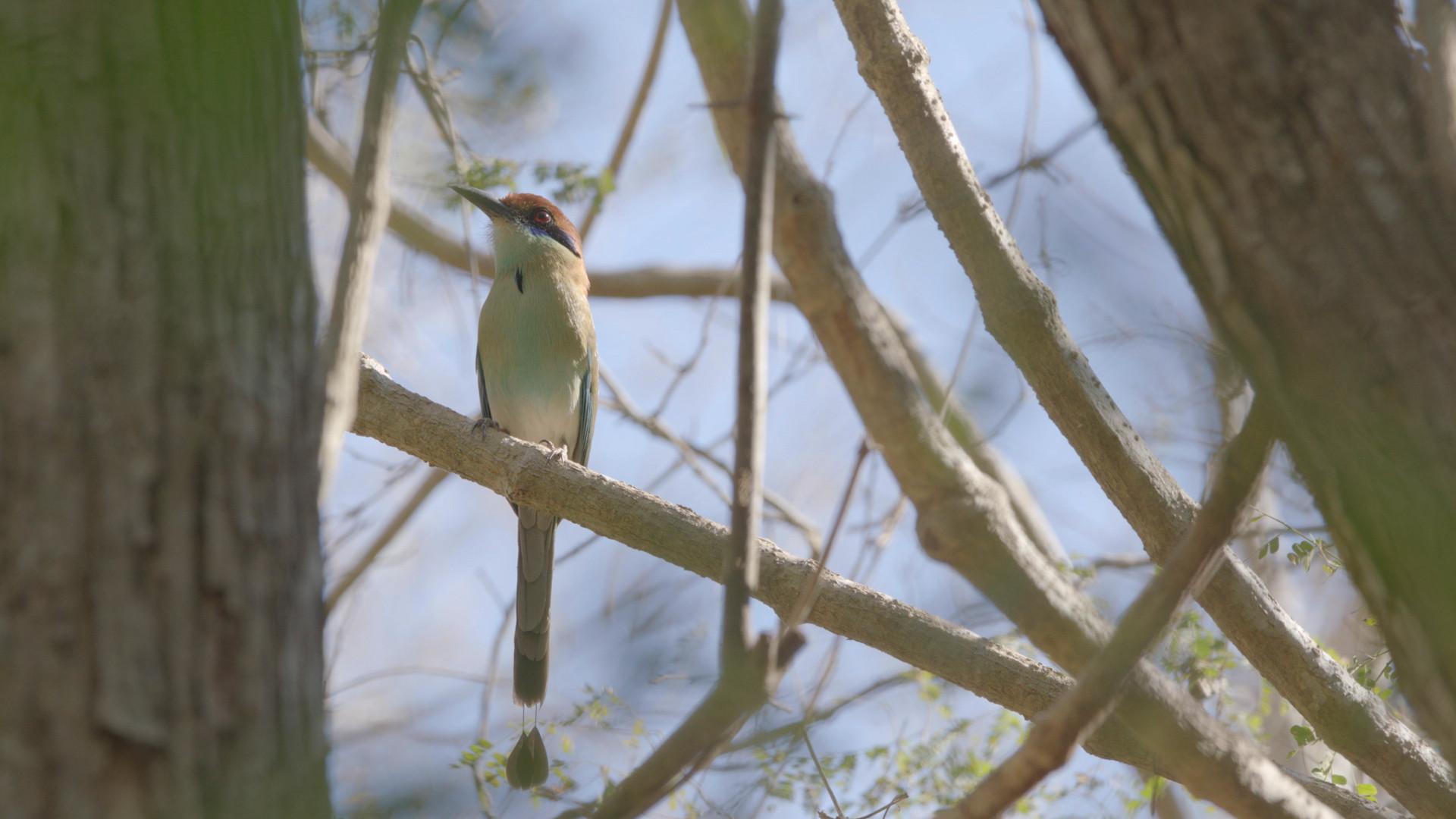 Birder 2022 movie scene