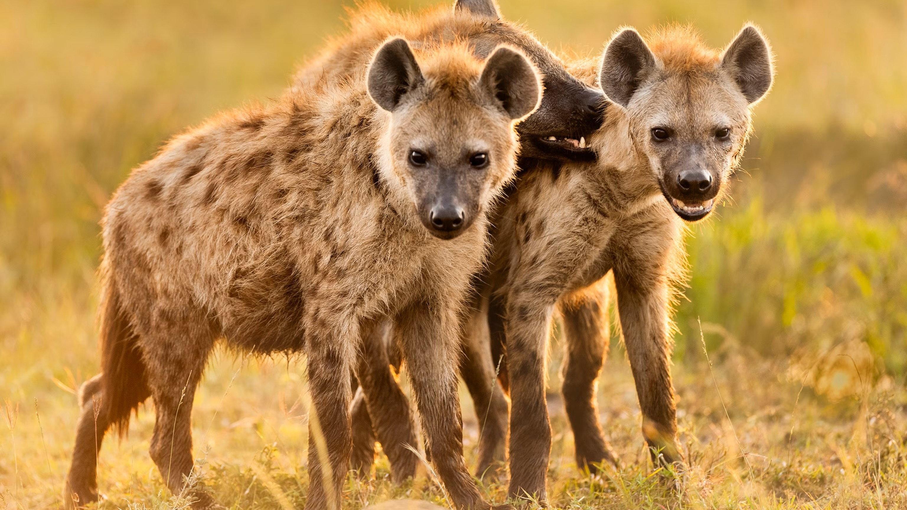 Hyena Coast 2014 movie scene