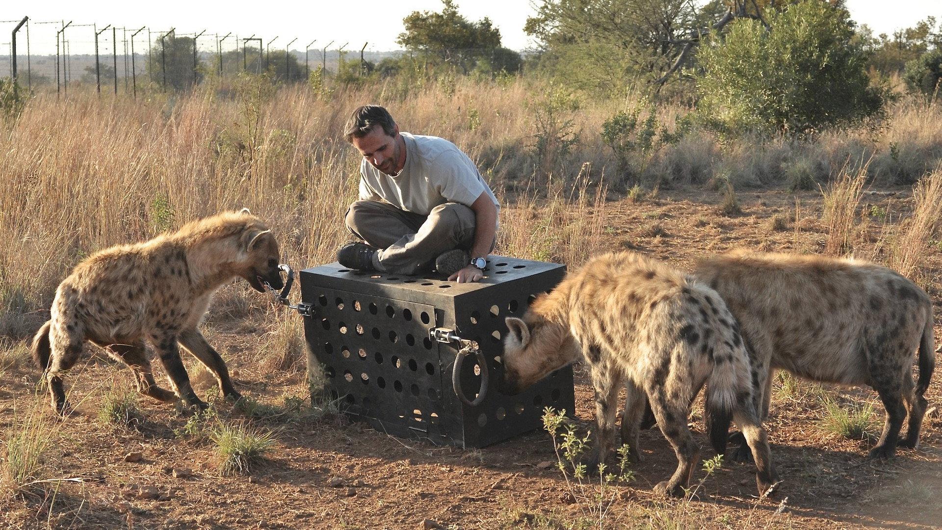 Killer IQ: Lion vs. Hyena 2015 movie scene