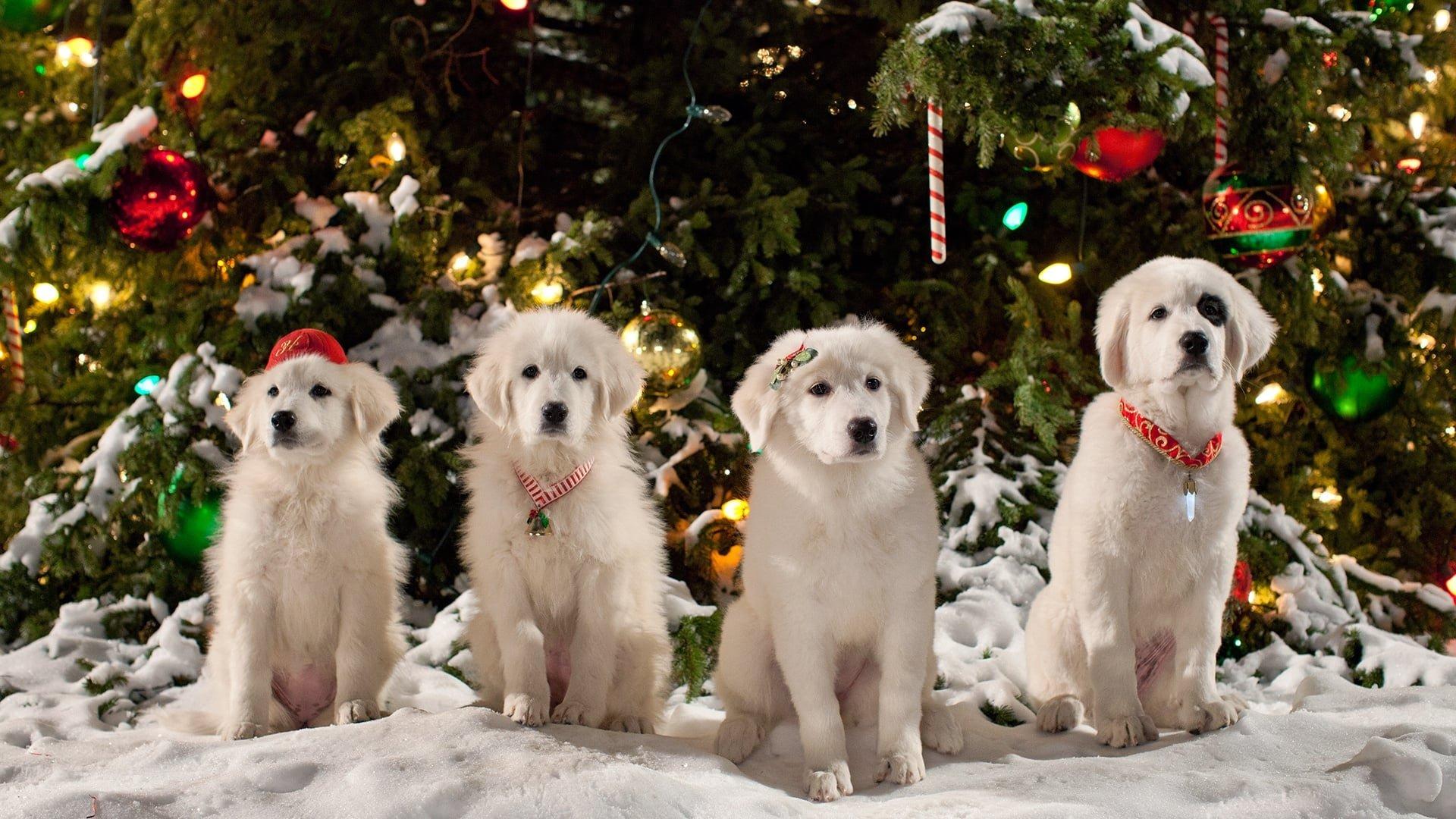 Santa Paws 2: The Santa Pups 2012 movie scene