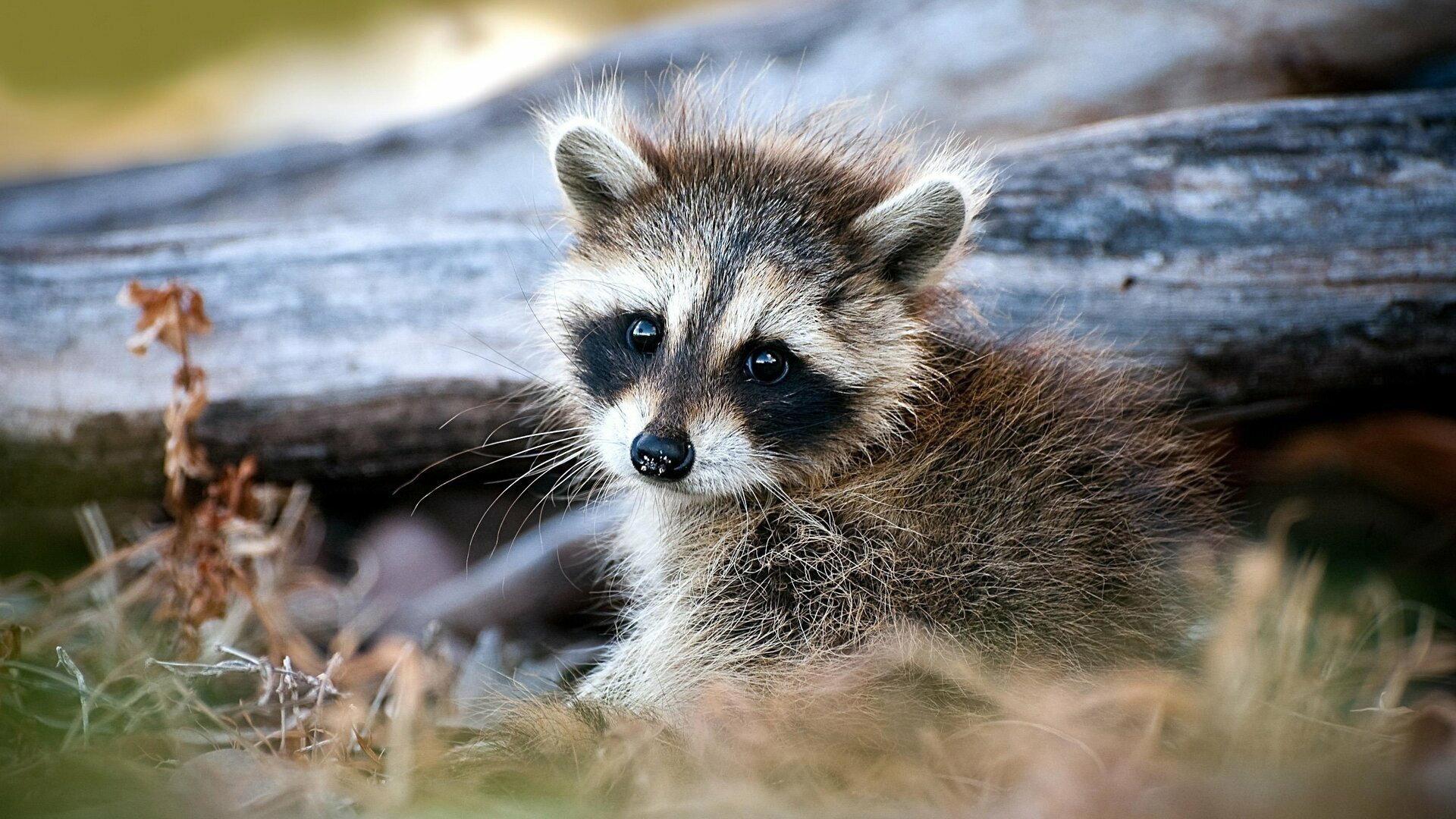 The Raccoon; The King of Survivalism 2021 movie scene