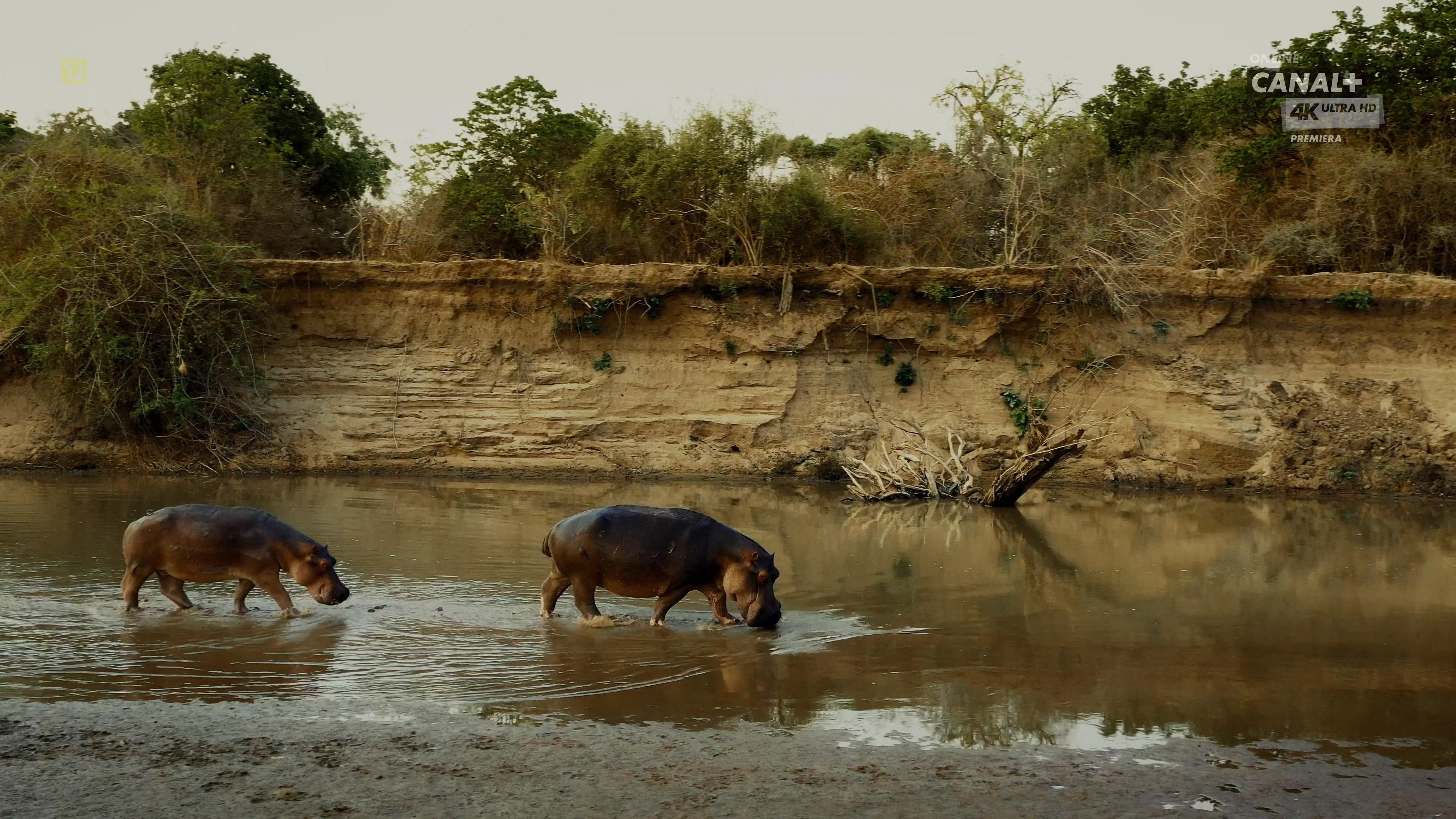Hippo King 2022 movie scene