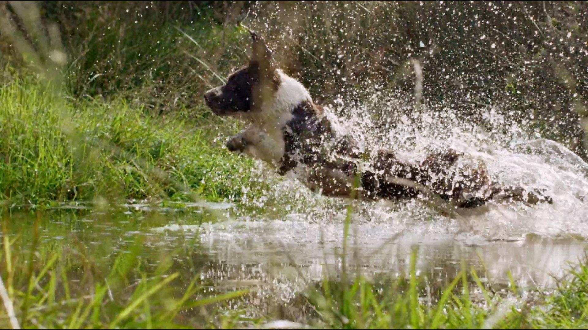 The Secret Life of Dogs 2013 movie scene