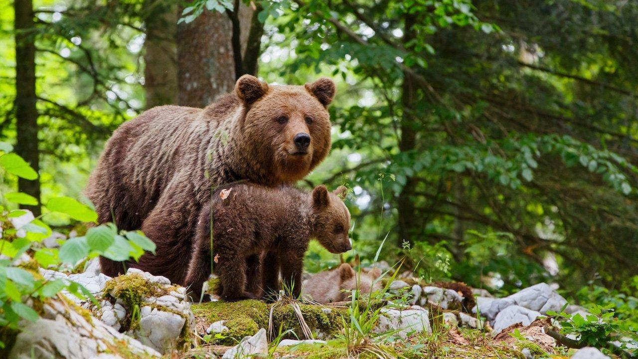 Wild Slovenia 2021 movie scene
