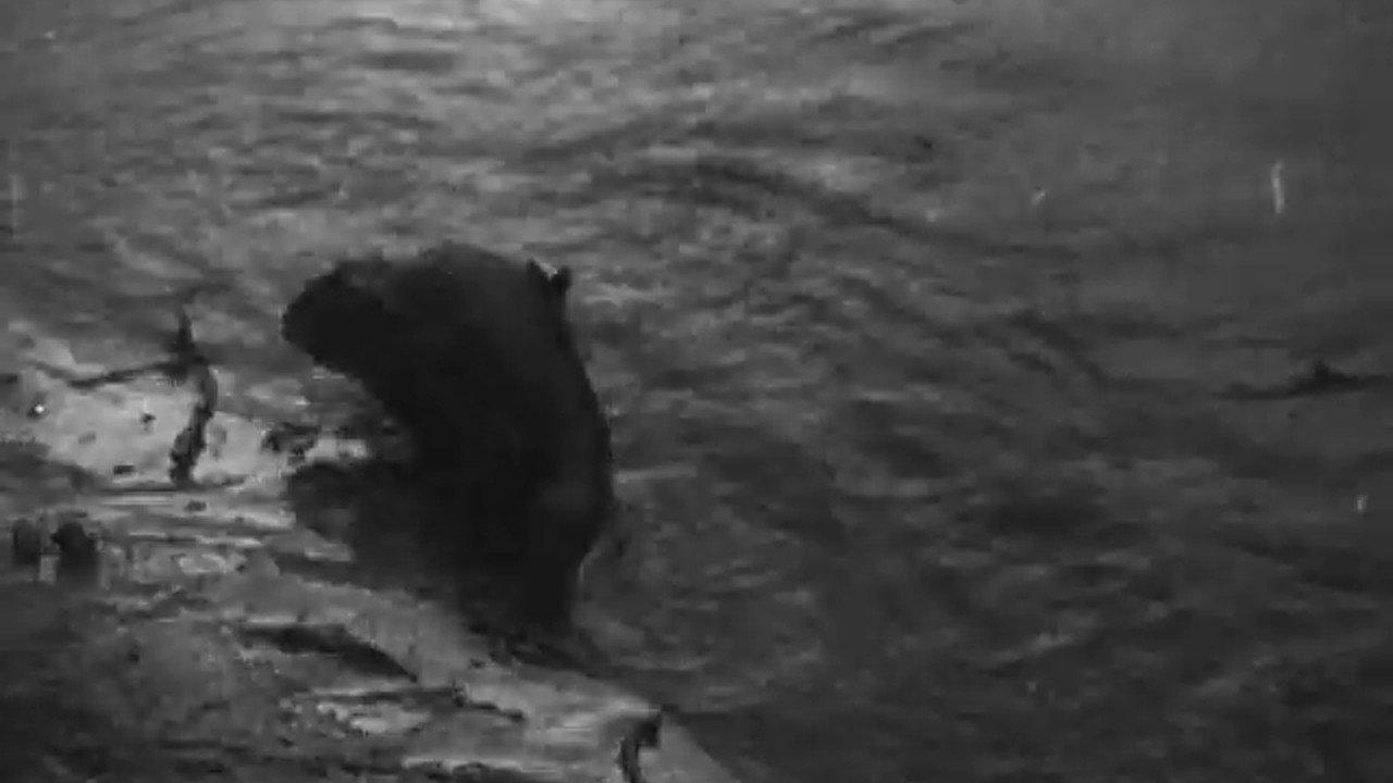 Beavers in Ukraine 1931 movie scene