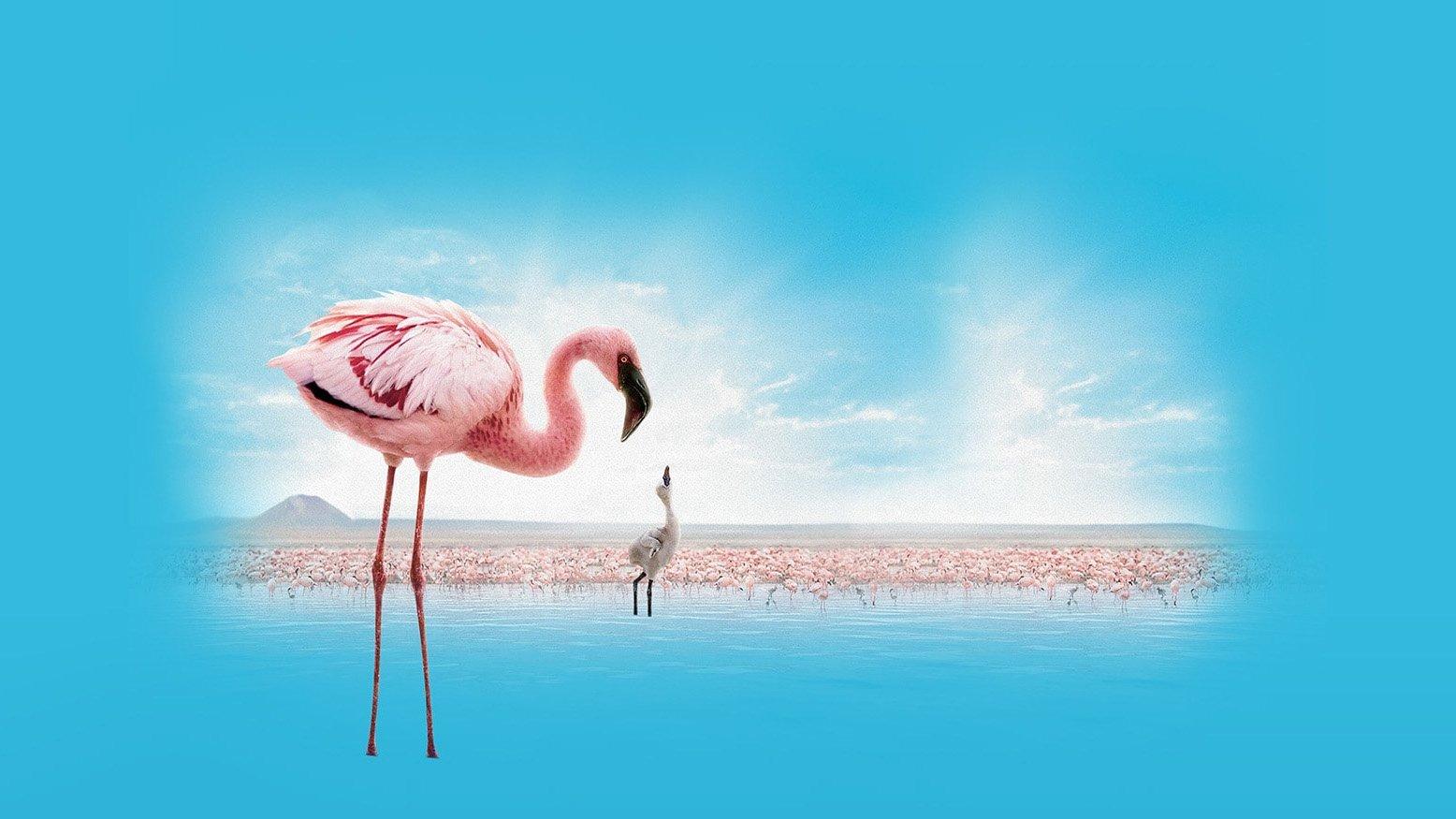 The Crimson Wing: Mystery of the Flamingos 2008 movie scene