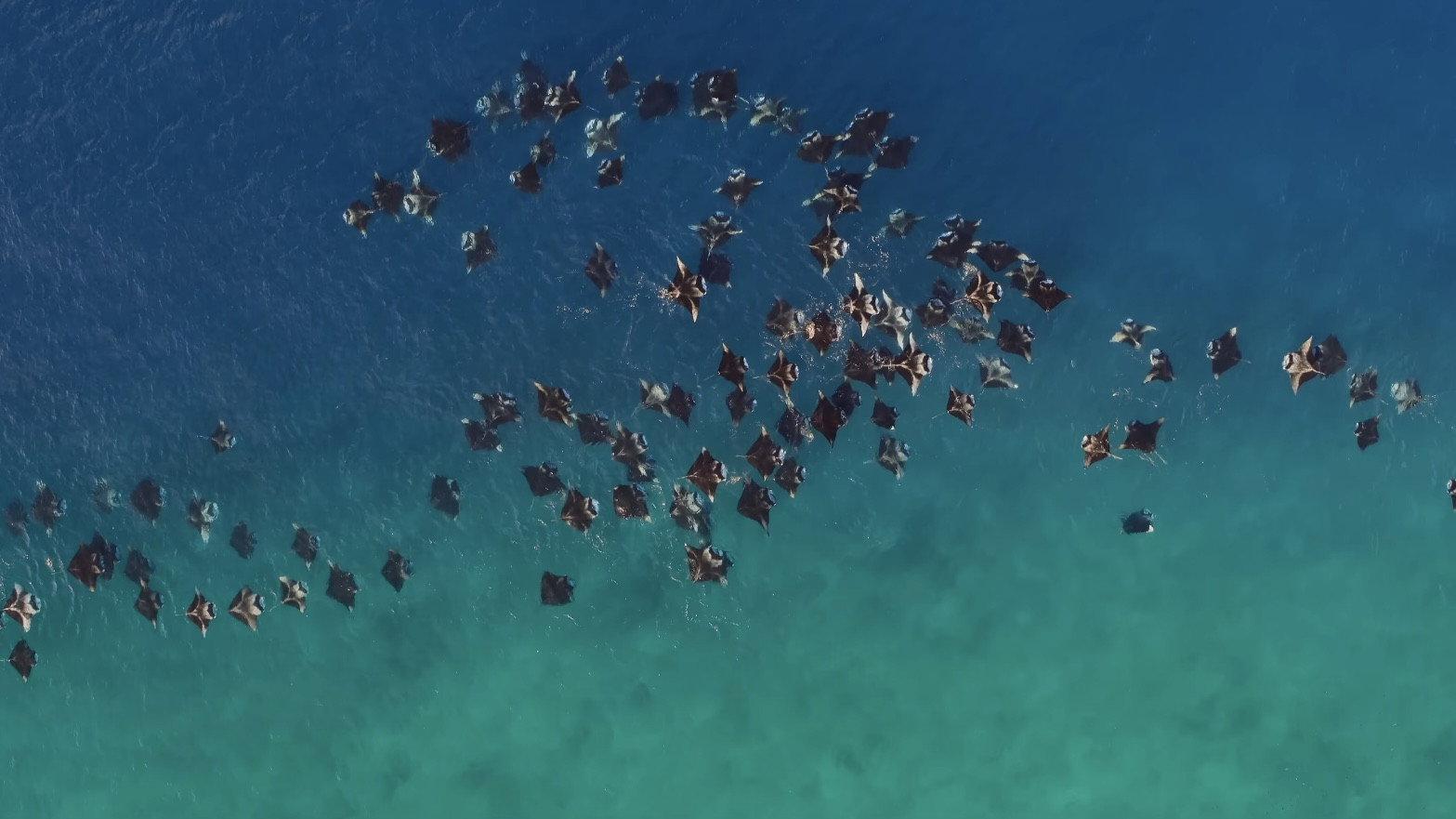 A Deeper Dive with David Attenborough 2025 movie scene
