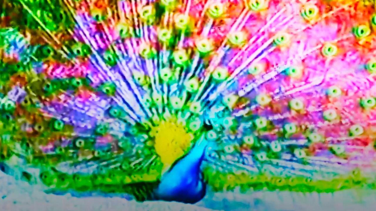 Afraid of Peacock 2025 movie scene