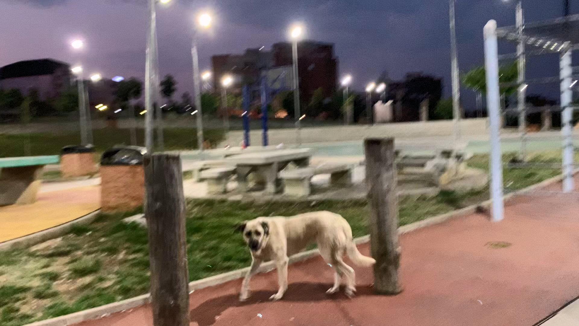 City Strays 2023 movie scene
