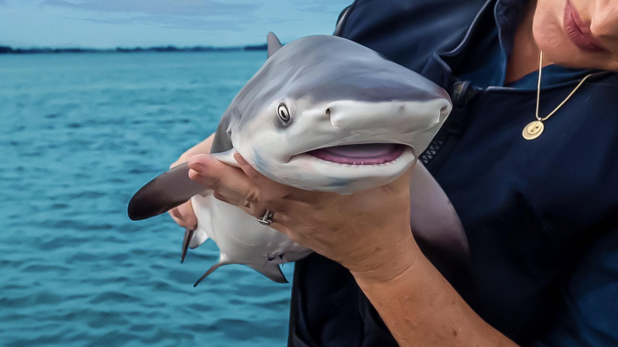 Baby Sharks 2022 movie scene