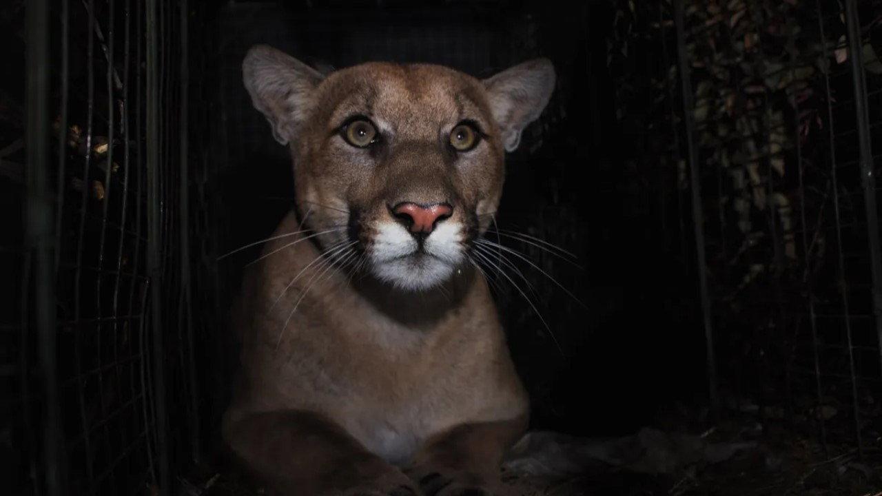 The Mountain Lion and Me 2018 movie scene