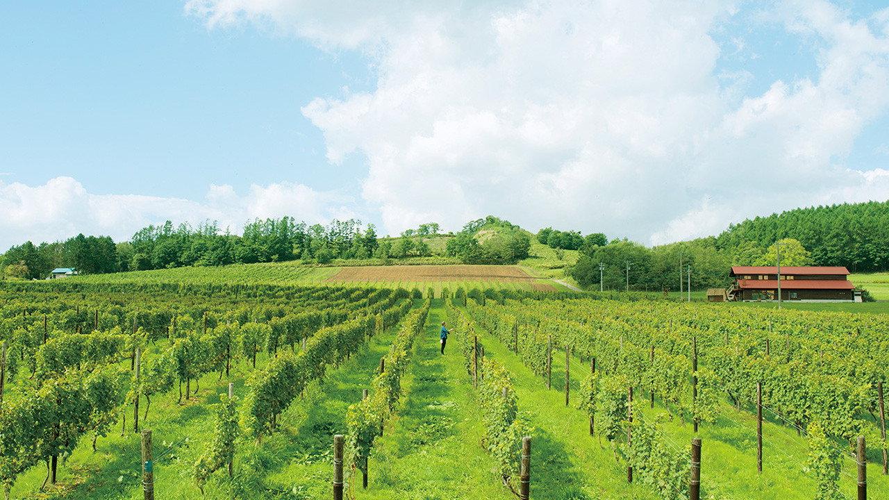 A Drop of the Grapevine 2014 movie scene