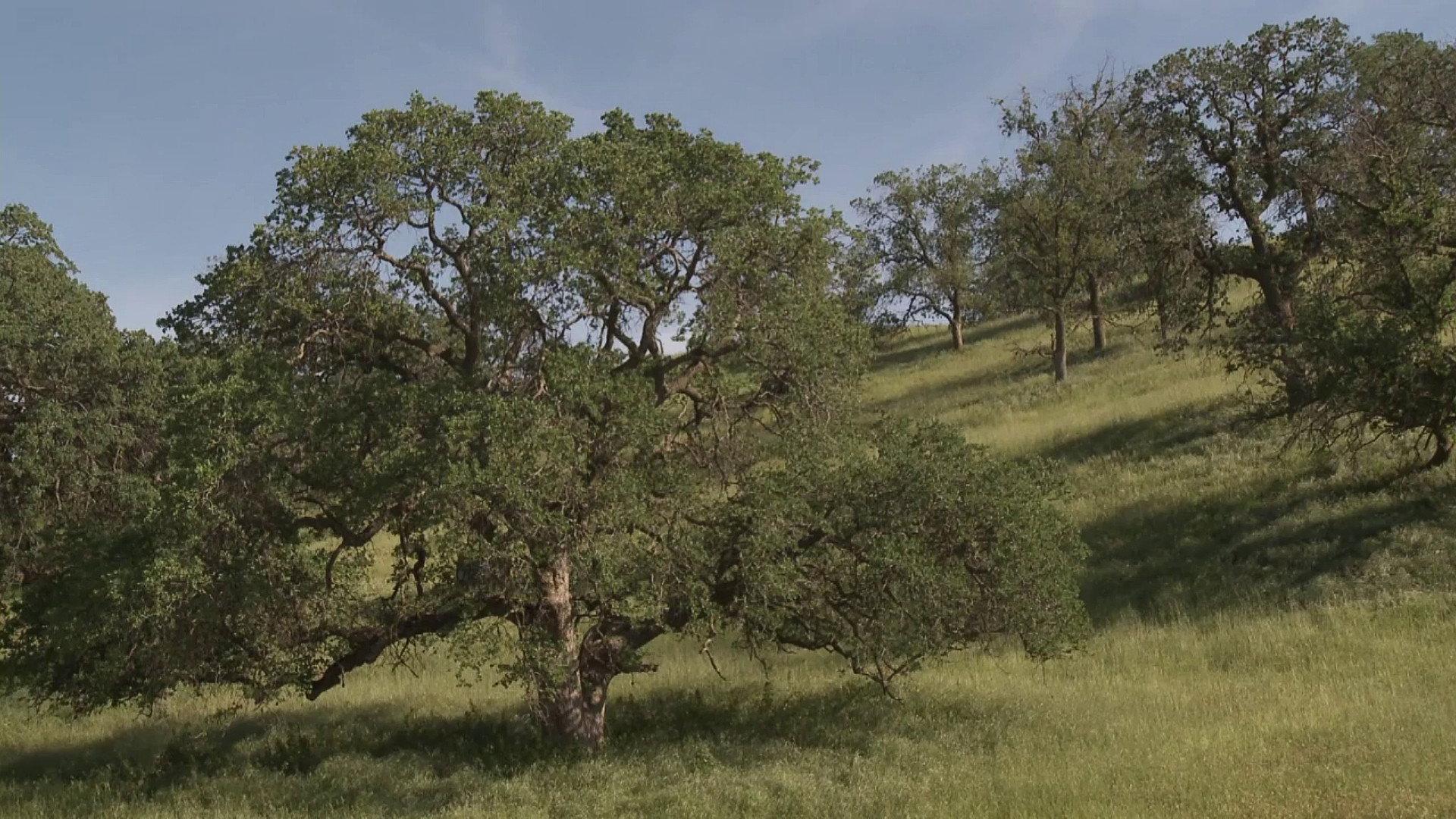 Spring Equinox 2016 movie scene
