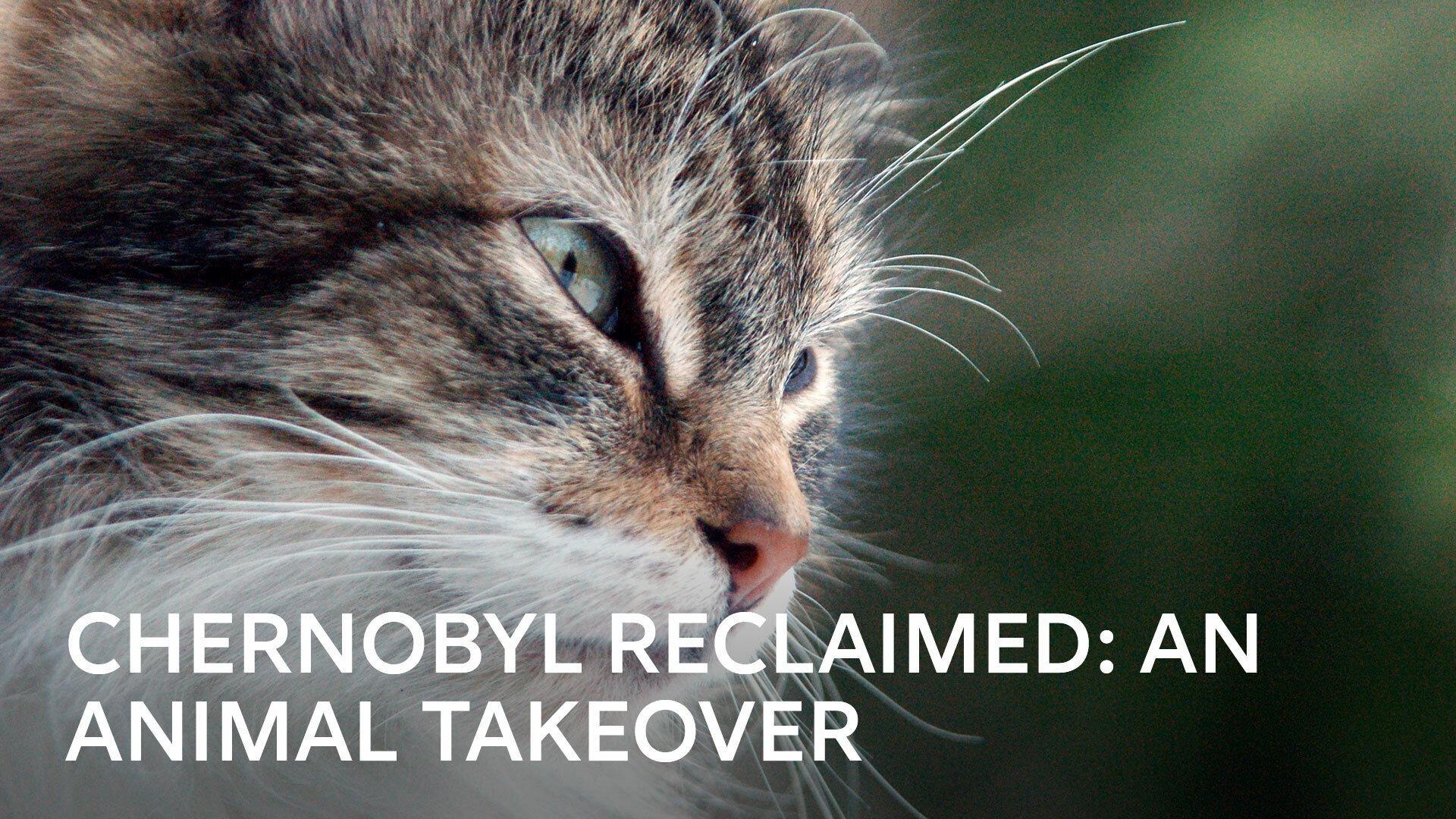 Chernobyl Reclaimed: An Animal Takeover 2007 movie scene