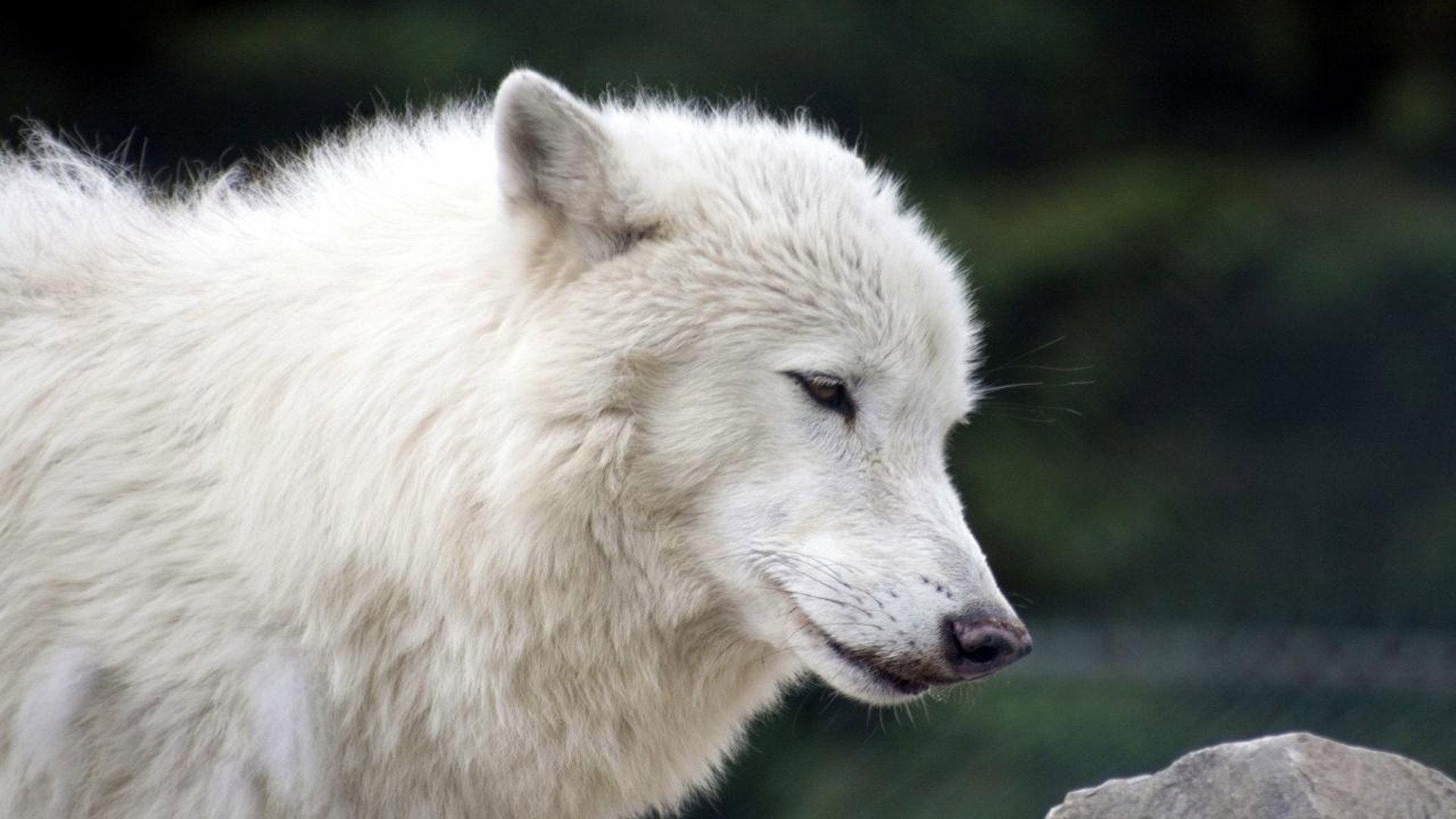 White Wolves - A Cry in the Wild II 1993 movie scene
