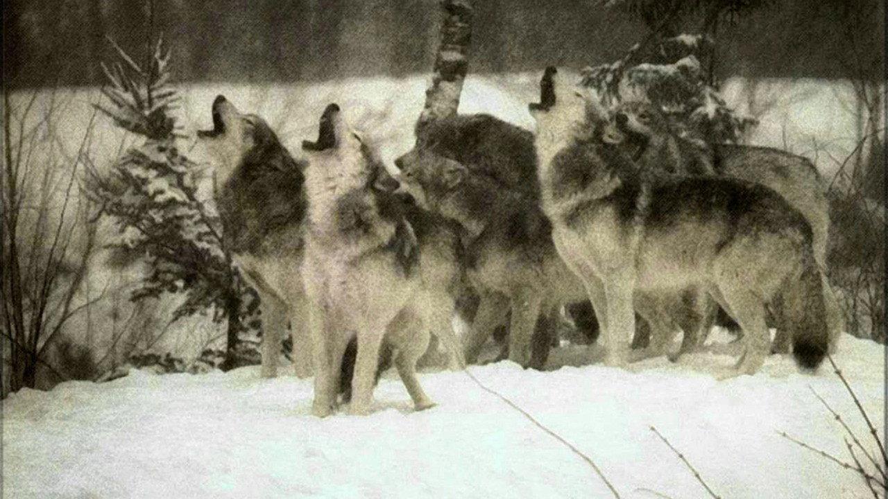 Wolf 1962 movie scene