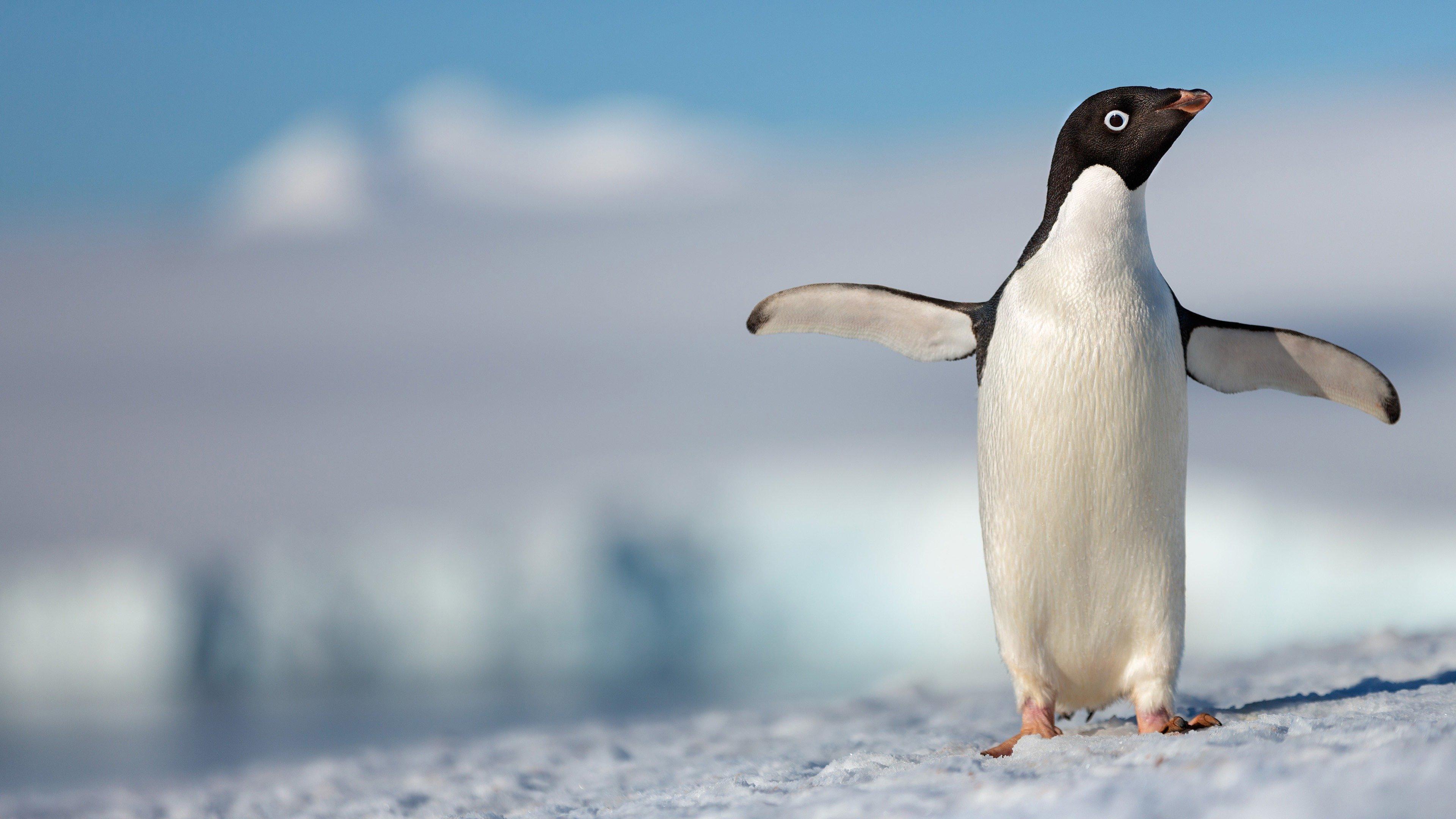 Penguins 2019 movie scene