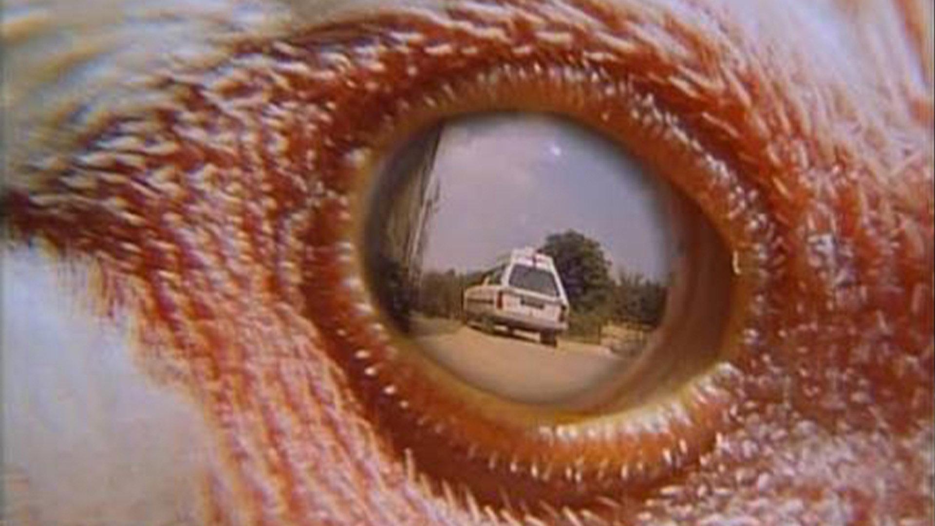 The Day of Reckoning 1990 movie scene
