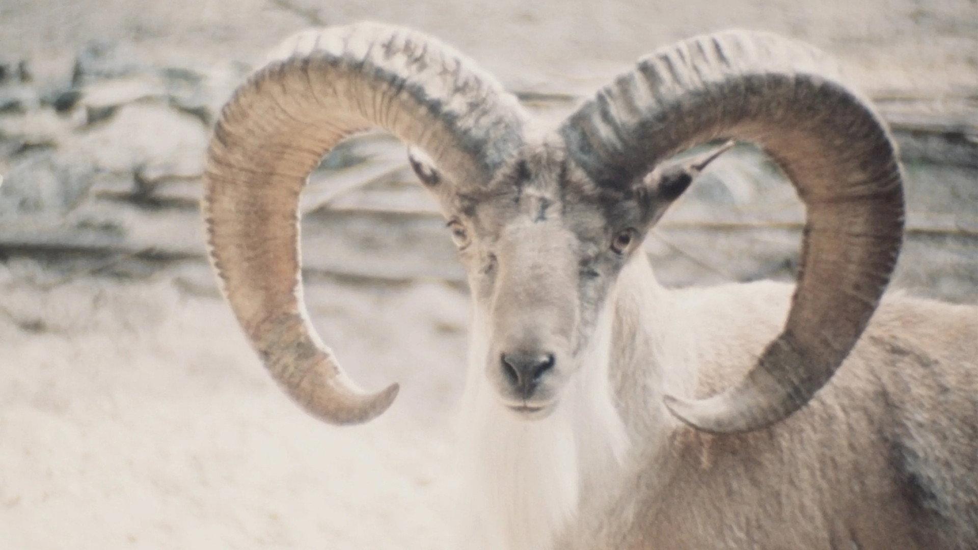Paradies der Tiere 1979 movie scene