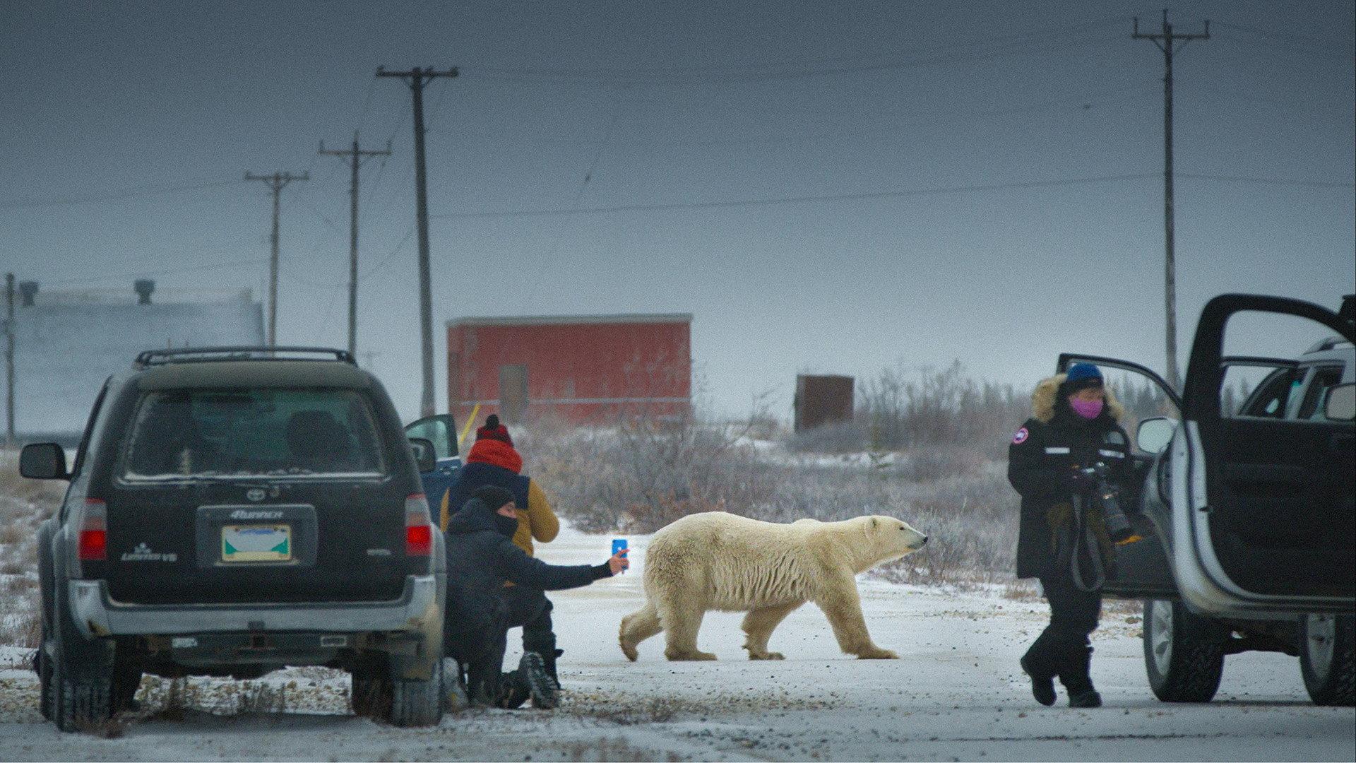Nuisance Bear 2021 movie scene