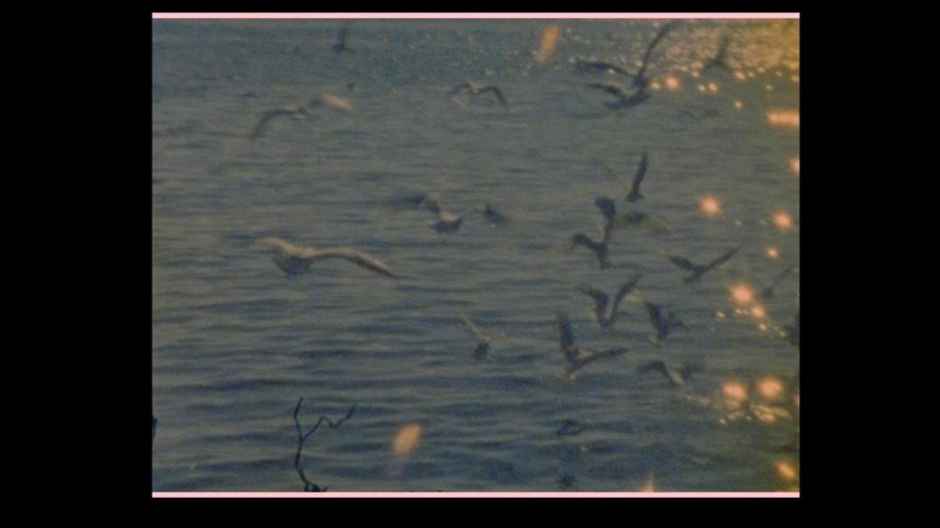 Birds go to die in Peru 2024 movie scene