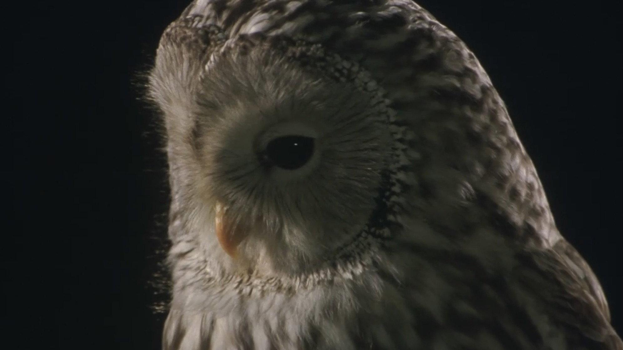 Owl 2003 movie scene