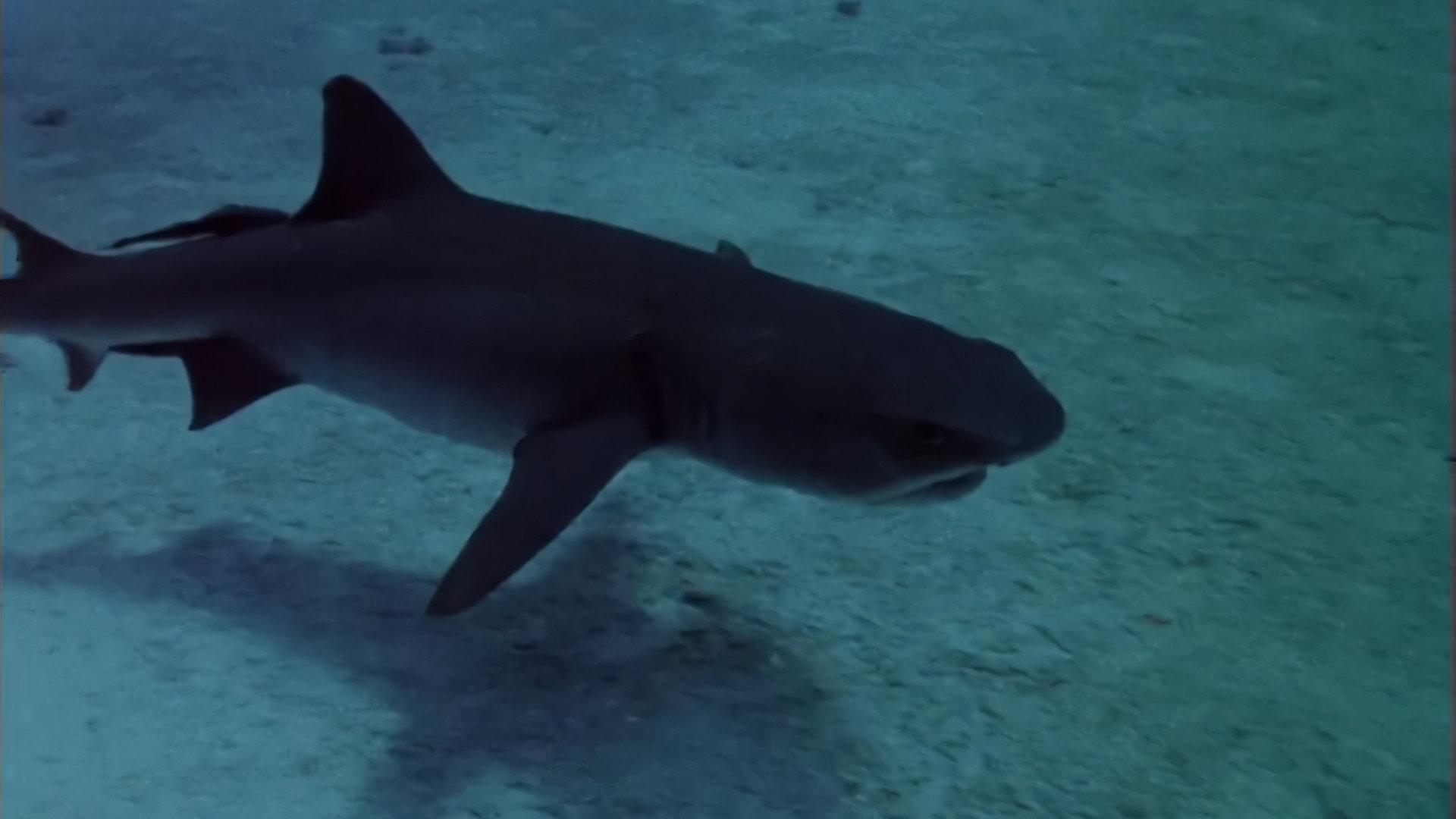 Sharks' Treasure 1975 movie scene