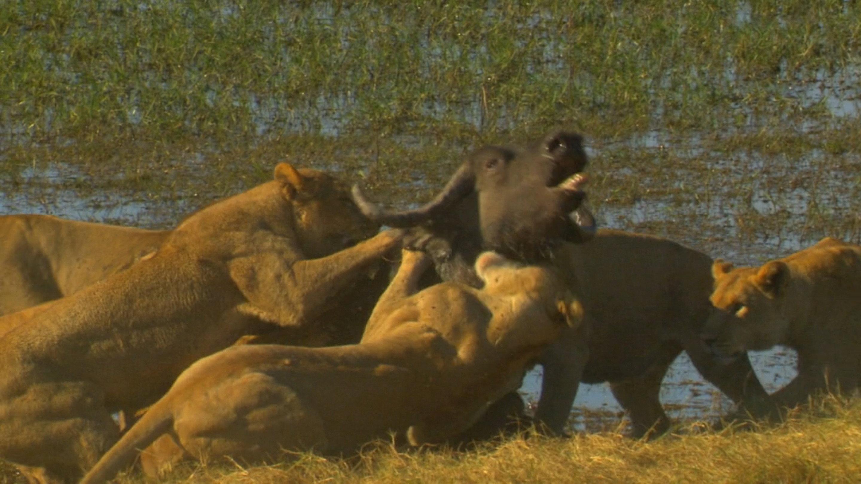 Big Cat Odyssey: Revealed 2022 movie scene