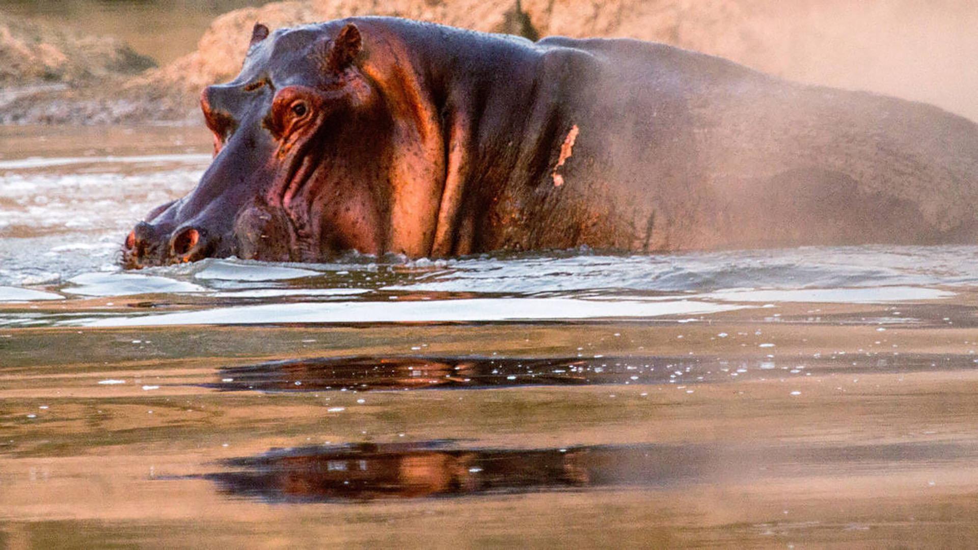 Hippos after Dark 2015 movie scene