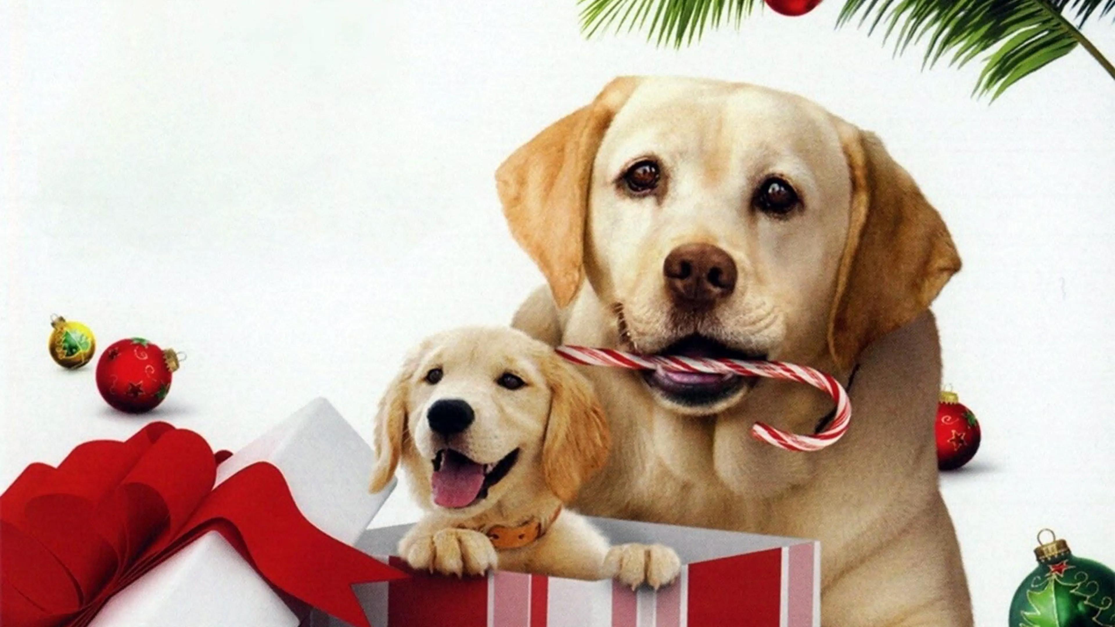 The Dog Who Saved the Holidays 2012 movie scene