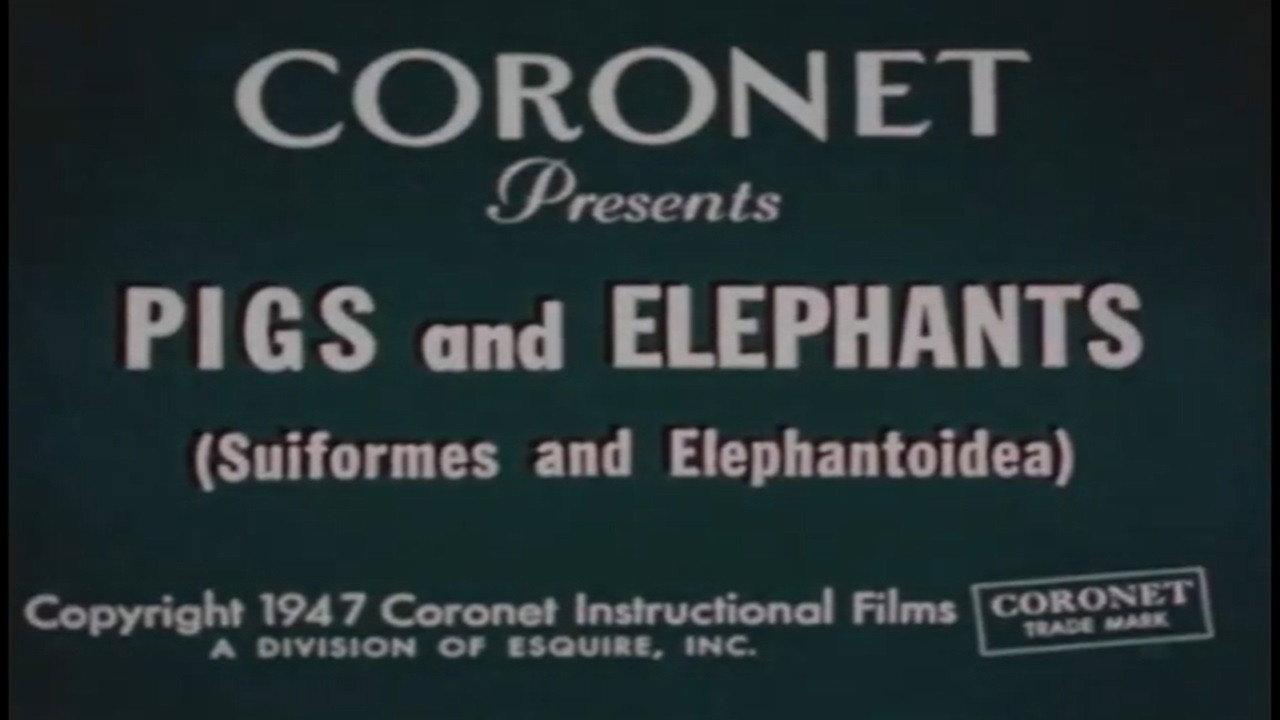 Pigs and Elephants (Suiformes and Elephantoidea) 1947 movie scene