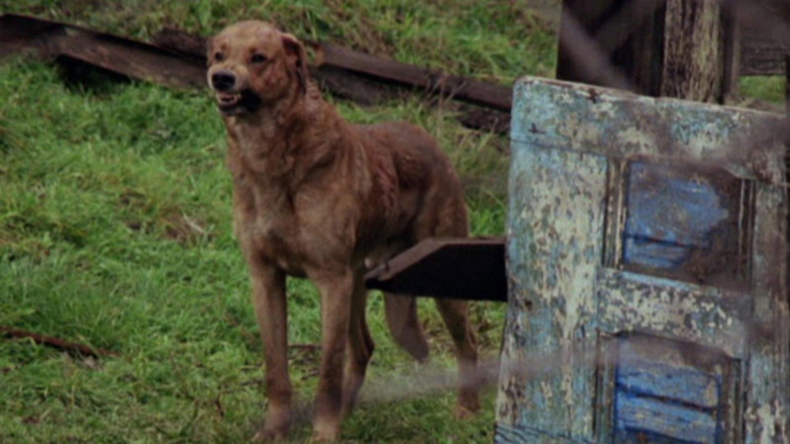 The Pack 1977 movie scene